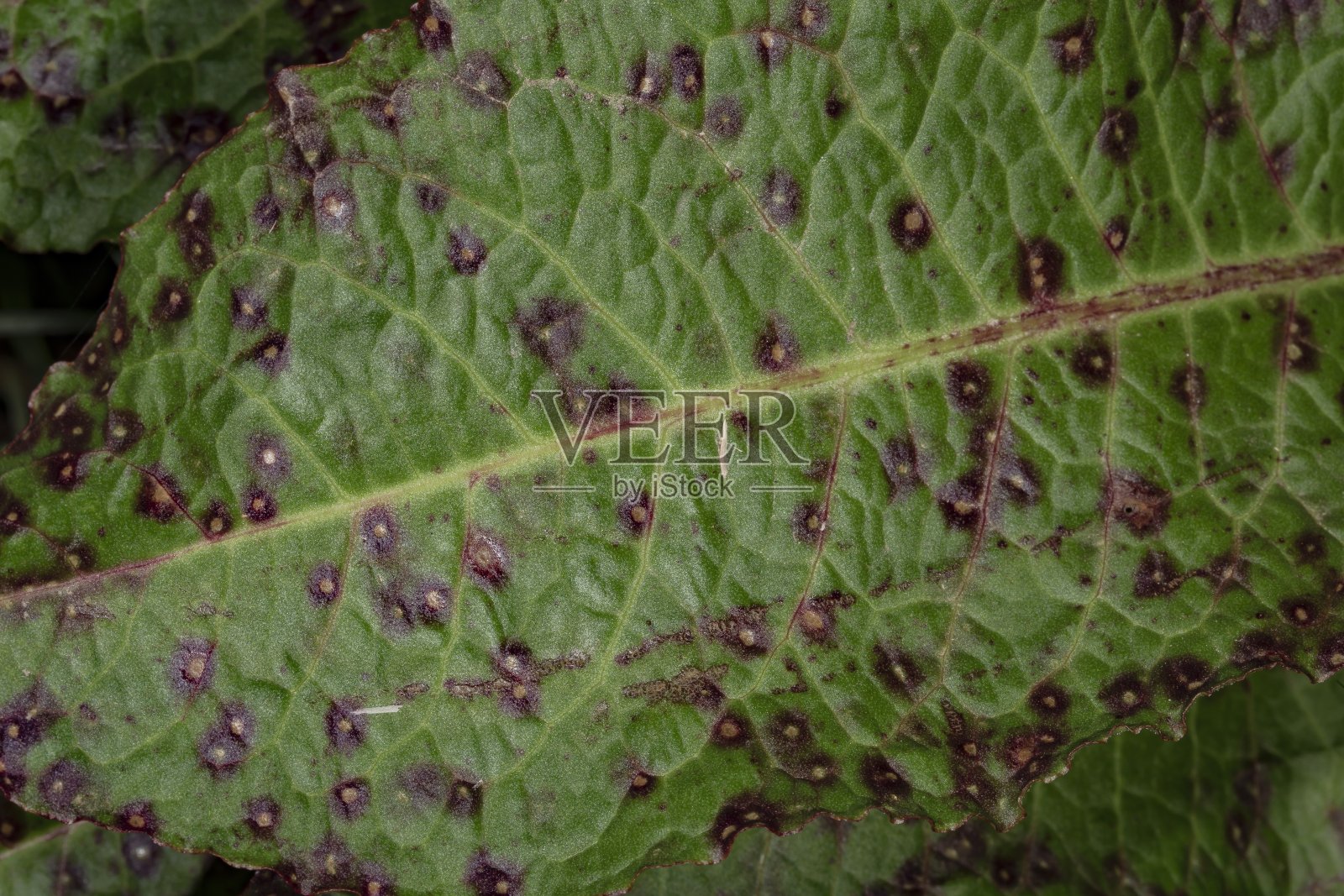麦秆锈菌感染叶片。照片摄影图片