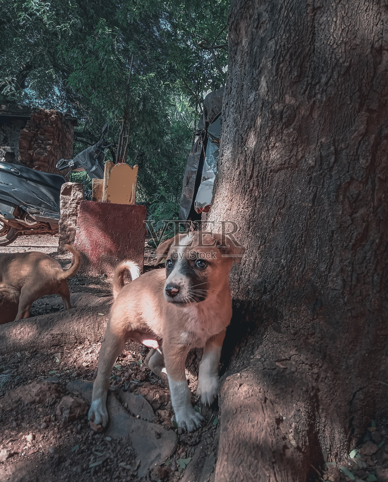 公园里可爱的单身狗照片摄影图片