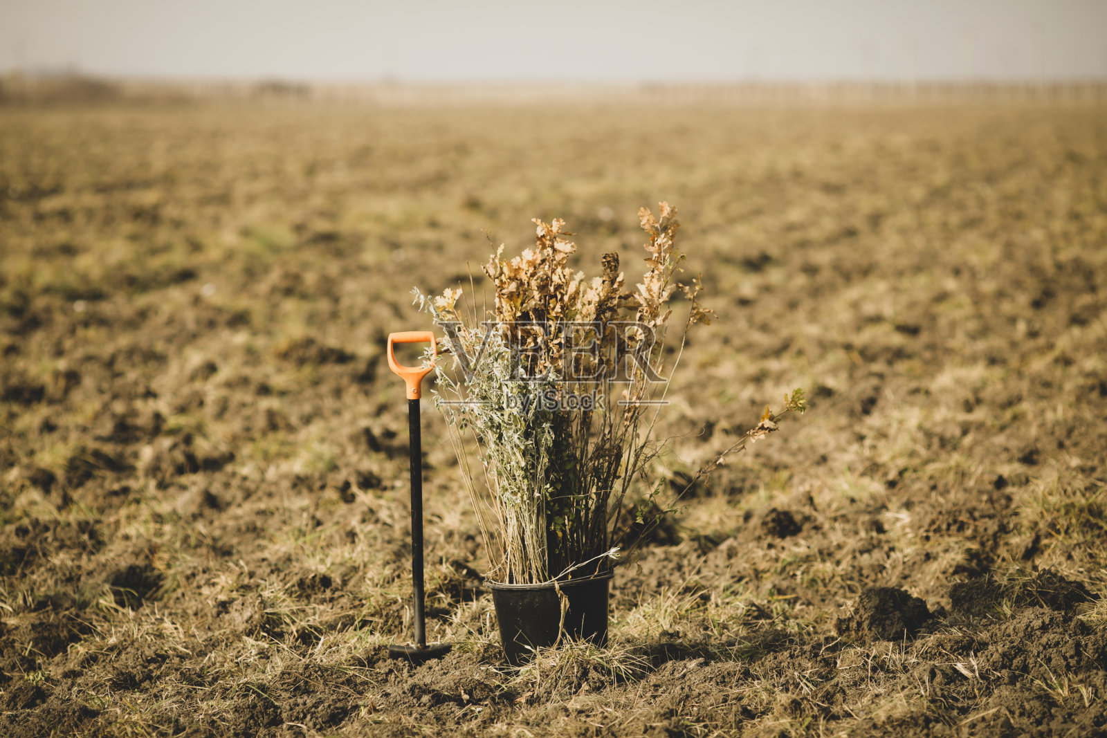浅景深(选择性聚焦)图像与不同树种的树苗在秋天植树。照片摄影图片