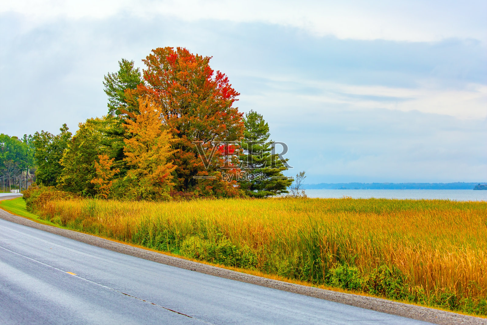 茂盛的红色和金色的树冠照片摄影图片