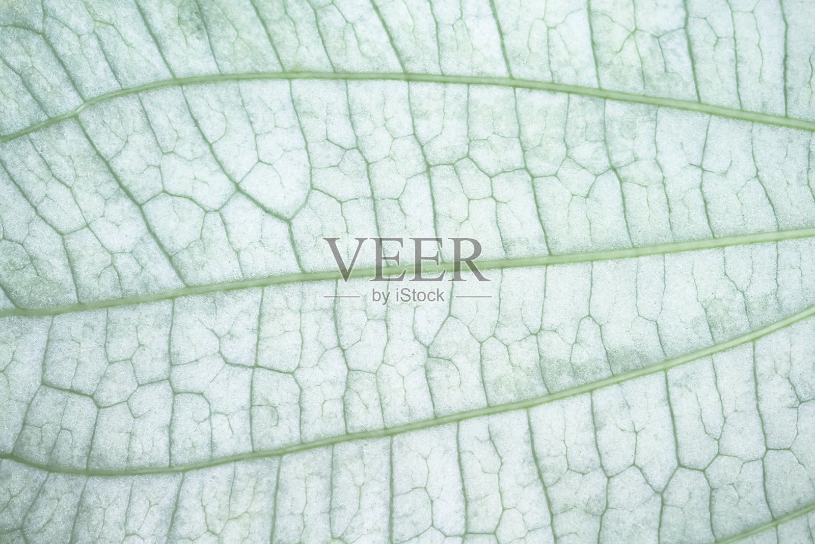 浅绿色叶子纹理与纹理无缝的自然背景图案照片摄影图片