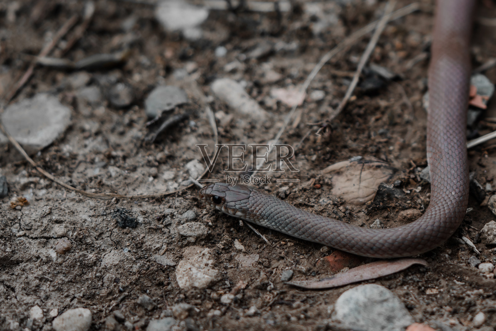 选择聚焦拍摄白术黑色毒蛇照片摄影图片