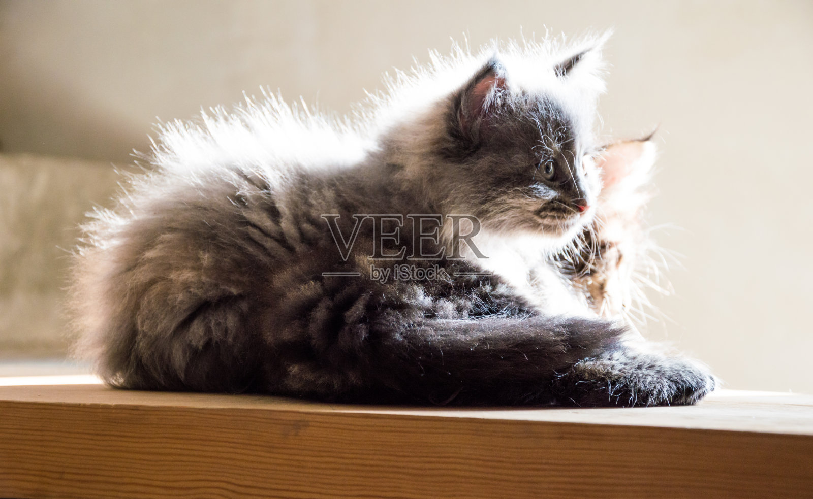 木架上毛茸茸的灰色小猫。照片摄影图片