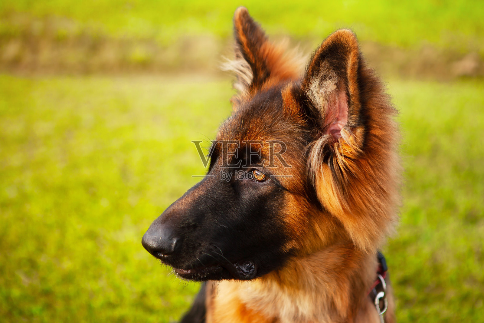 一只年轻的德国牧羊犬的肖像，以绿色草坪为背景，特写，复制空间。照片摄影图片