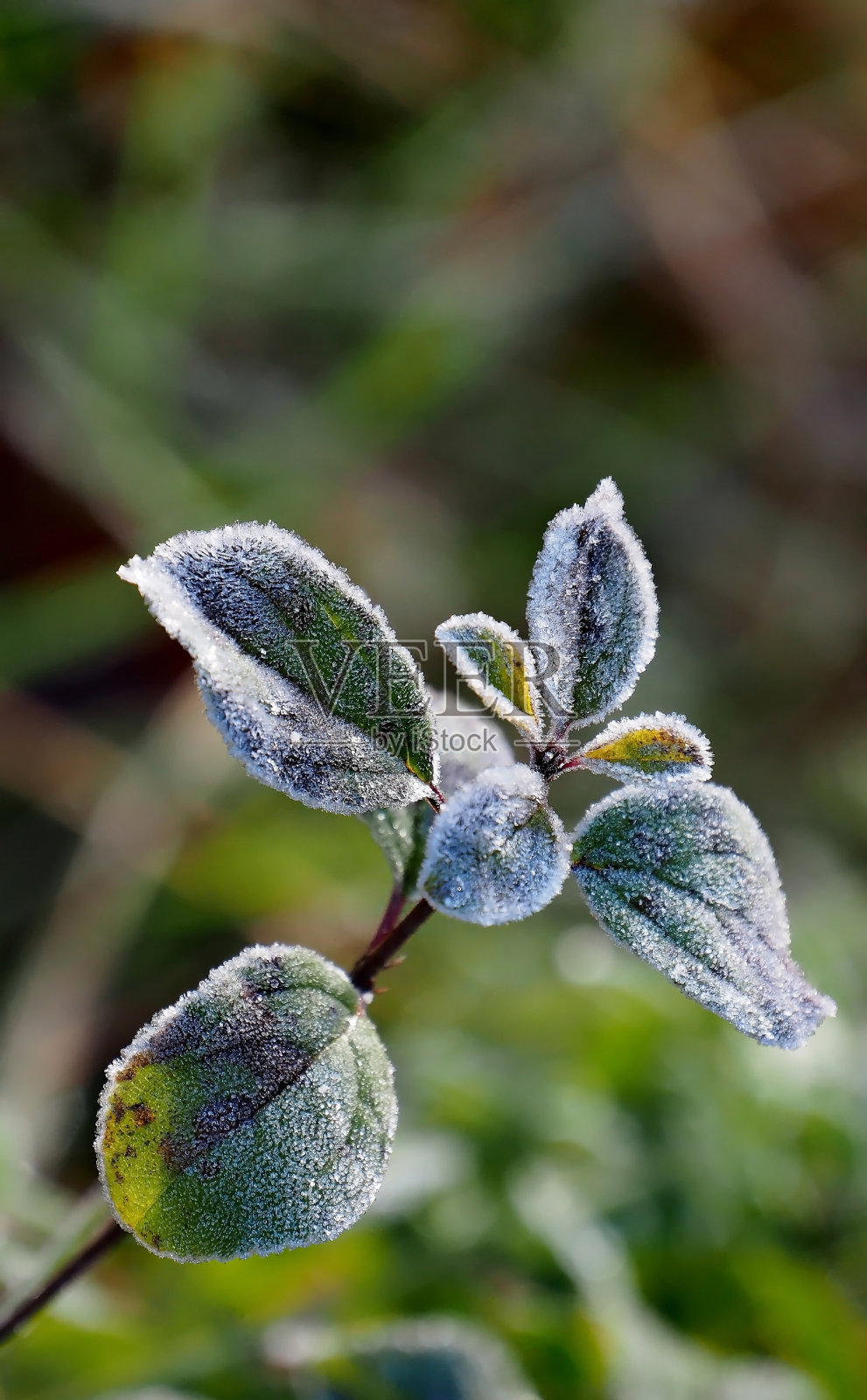鼠李树上的霜照片摄影图片