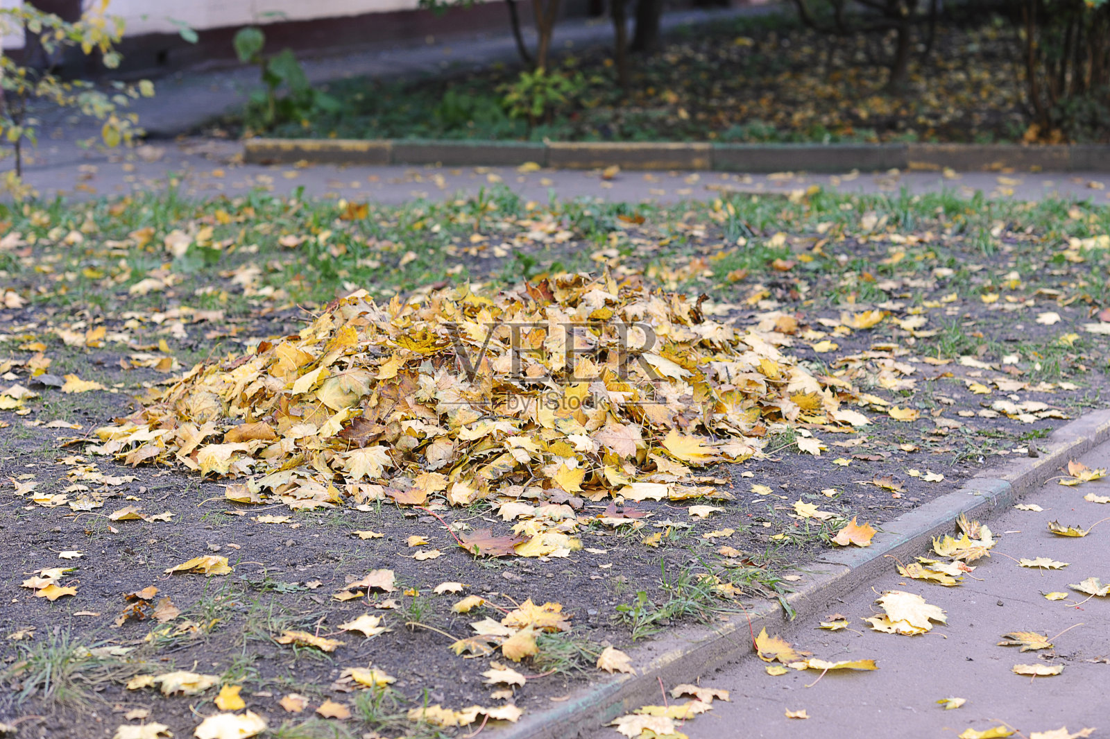 秋天公园里的一堆黄叶照片摄影图片