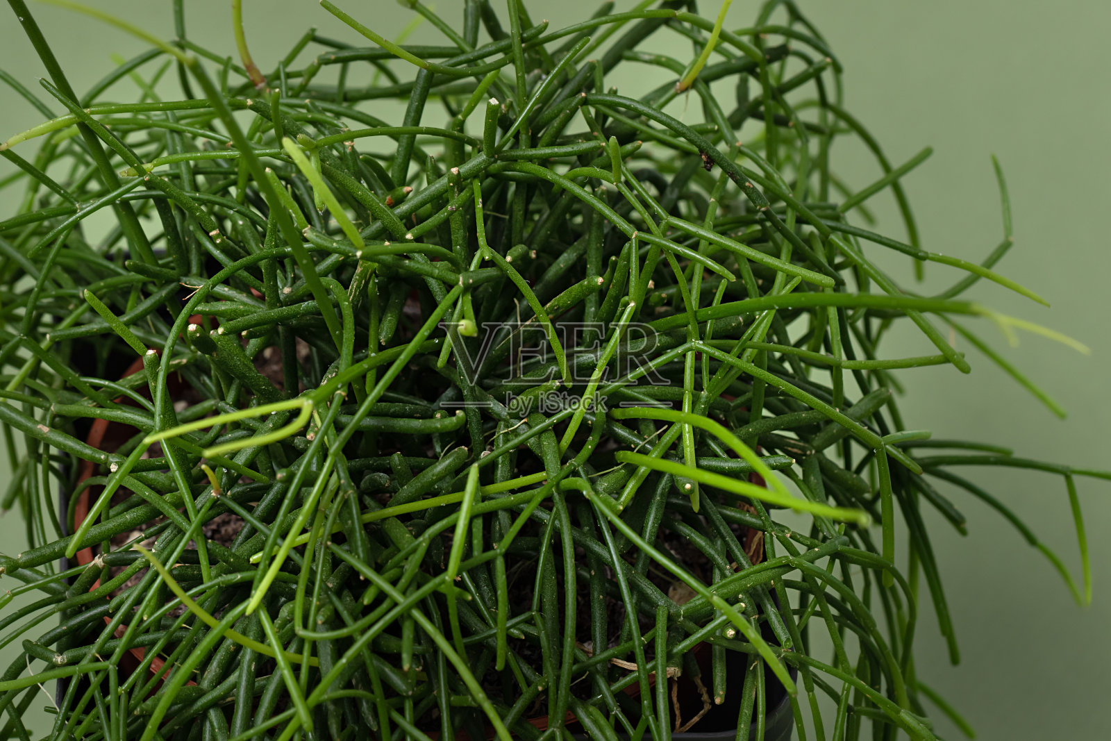 Rhipsalis baccifera的俯视图与选择性聚焦在绿色背景。各种各样的肉质植物照片摄影图片