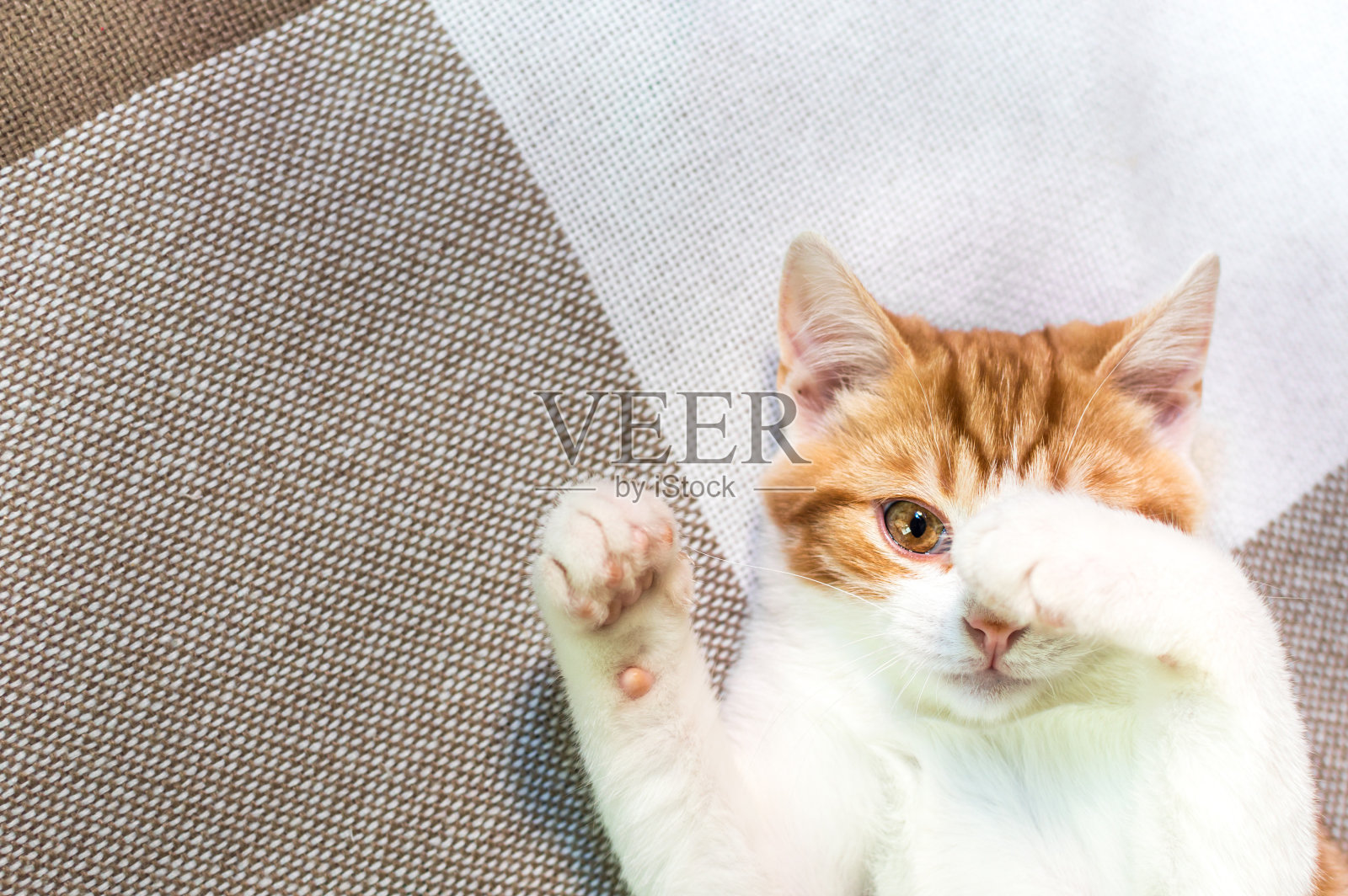 姜搞笑小猫肖像特写照片摄影图片