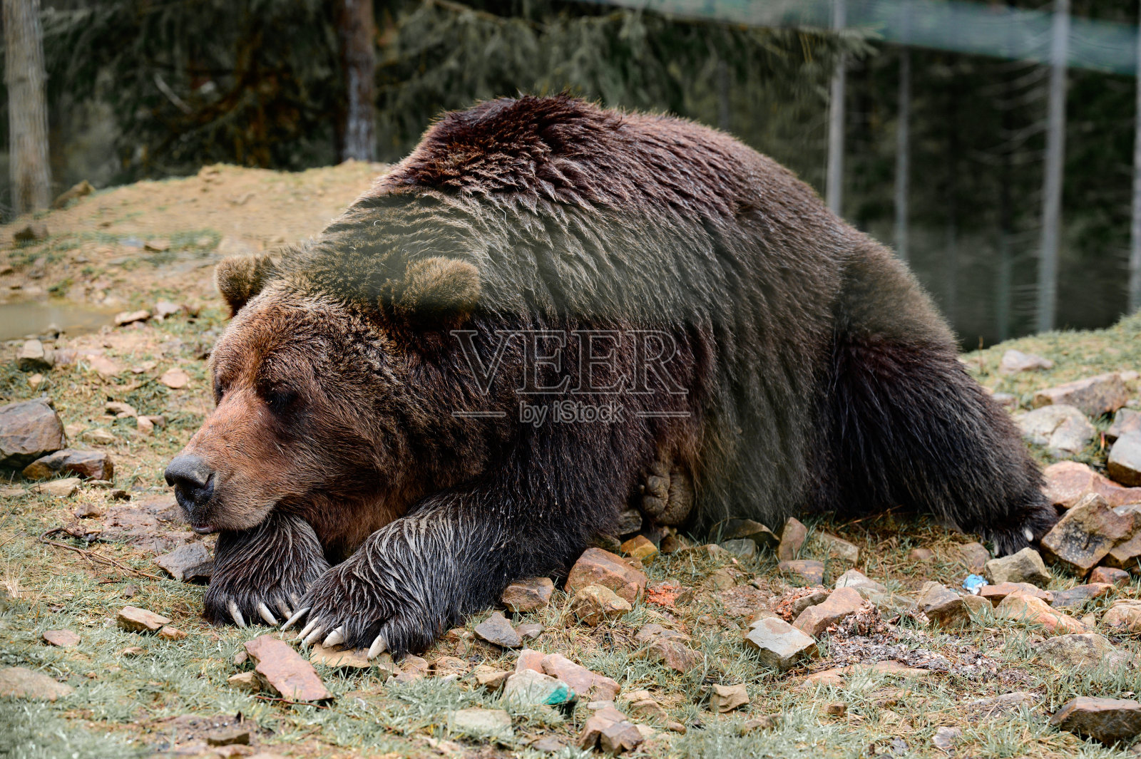 乌克兰扎卡尔帕蒂亚地区的辛尼维尔林间空地上的棕熊。照片摄影图片