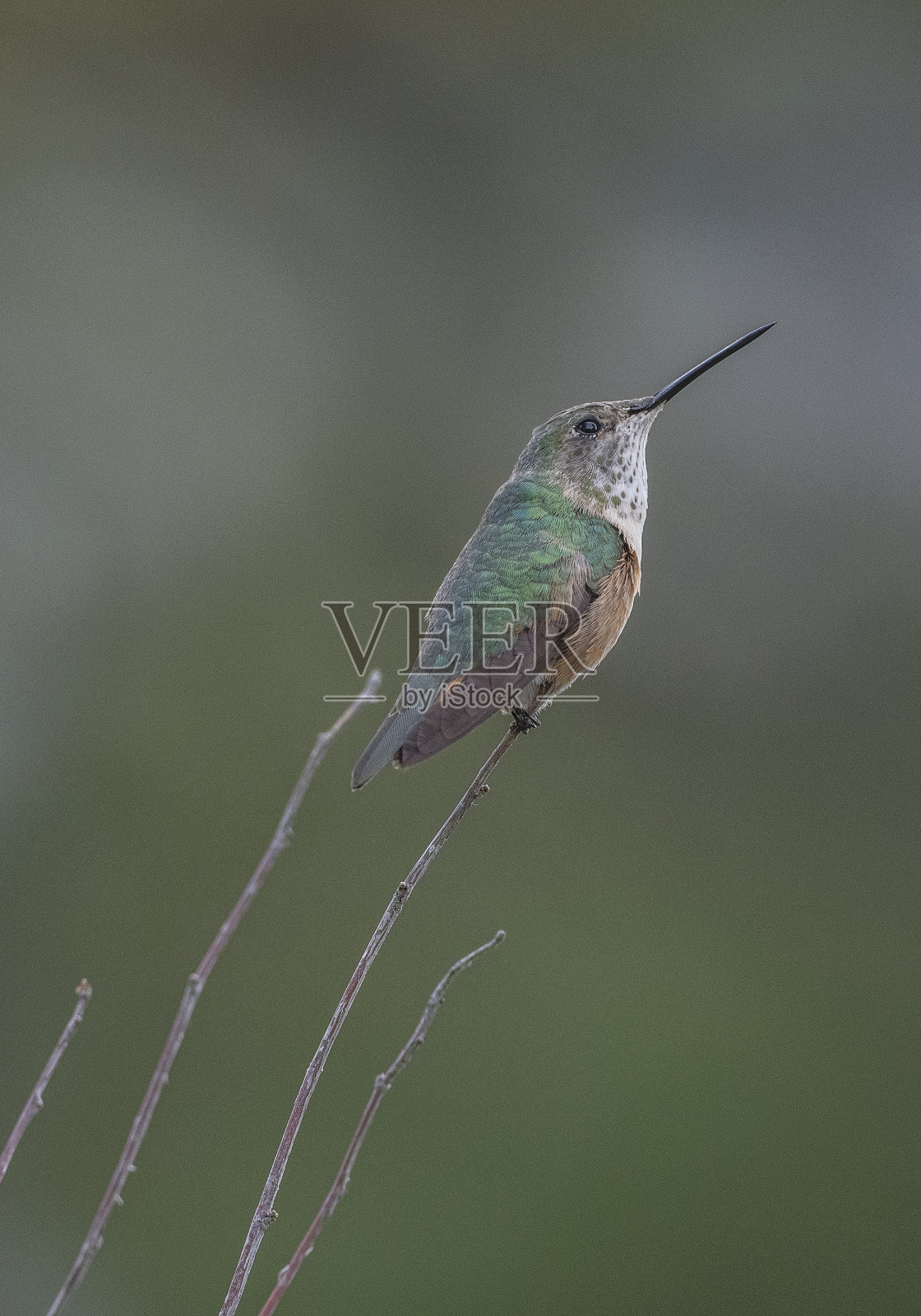 雌性红褐色蜂鸟，栖息着照片摄影图片