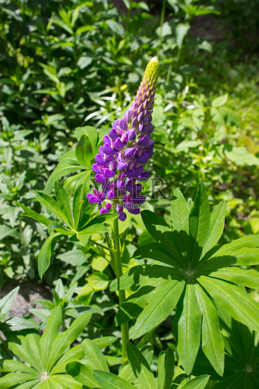 羽扇豆照片摄影图片