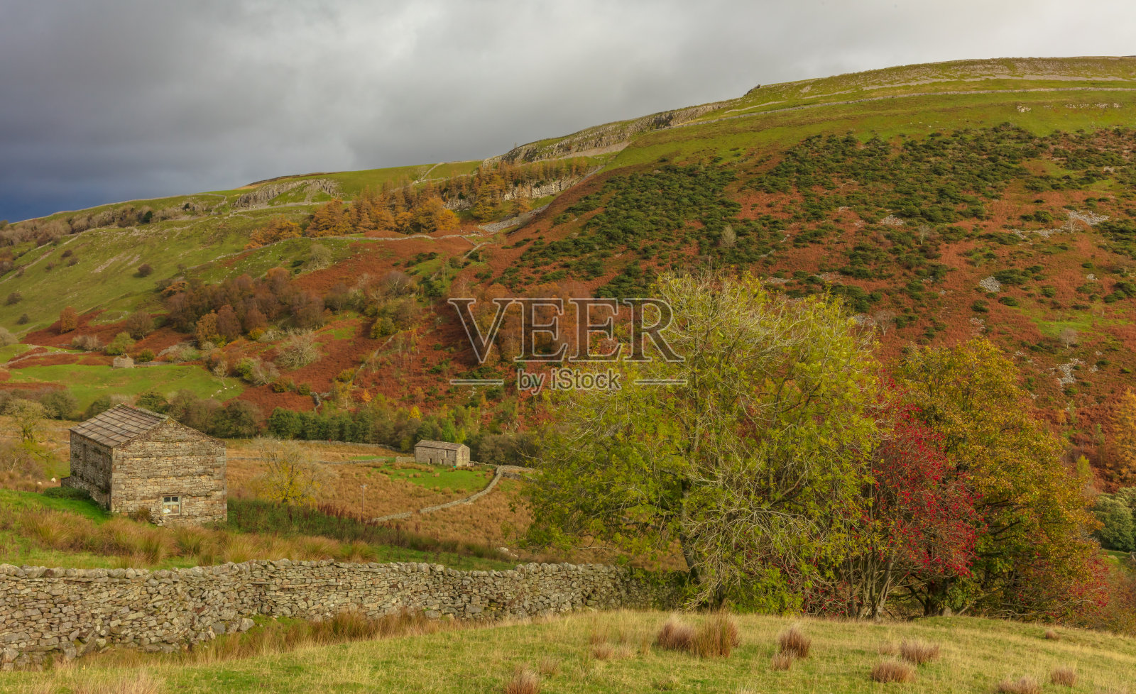 北约克郡斯瓦莱代尔的凯尔德，秋天里有五颜六色的羊齿蕨和花楸浆果照片摄影图片