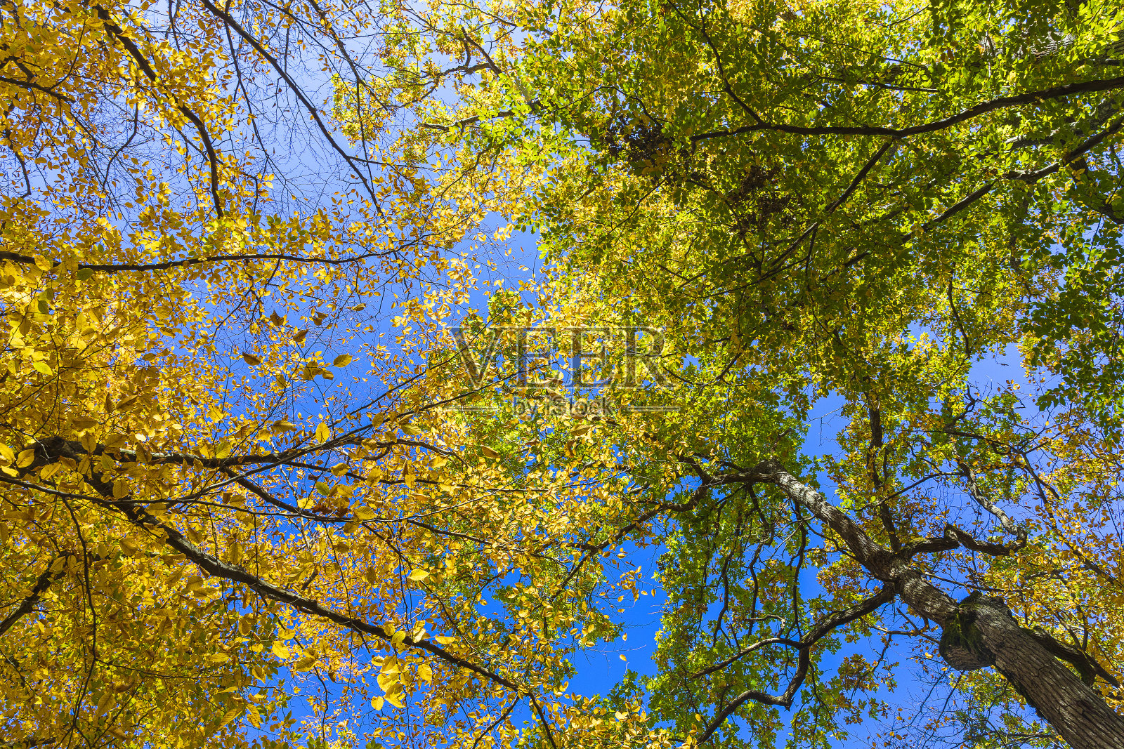 秋天森林里的树冠照片摄影图片