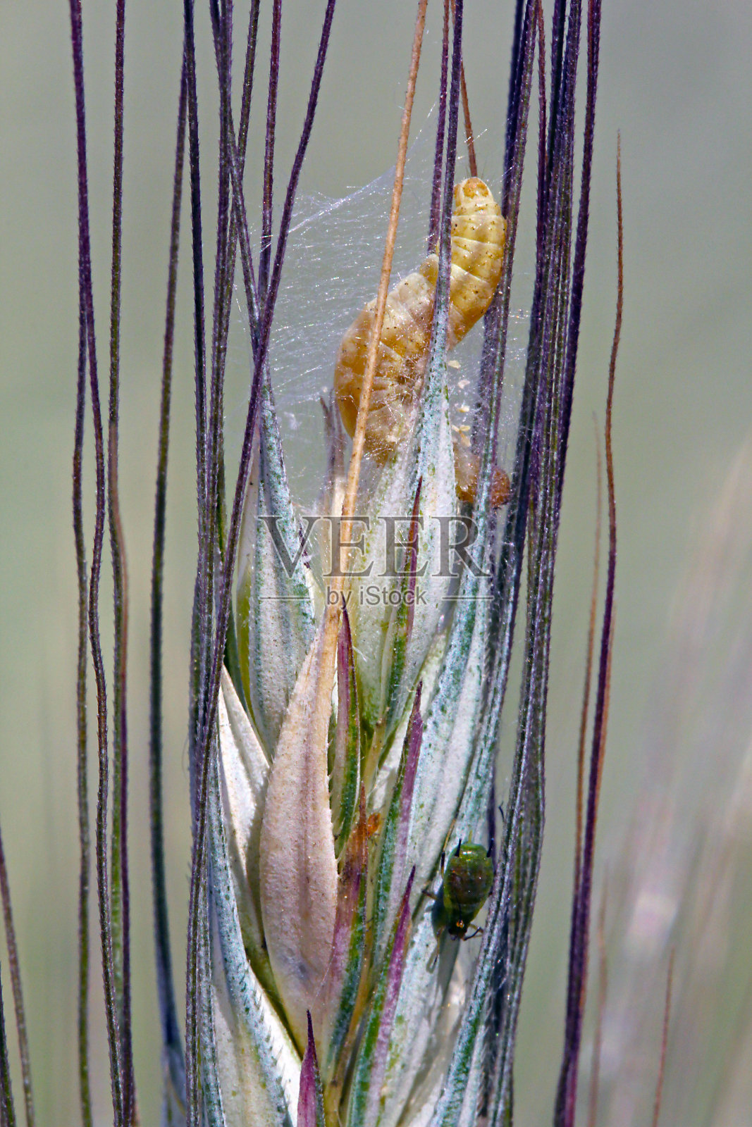 黑麦穗螟是杂食性叶蛾、长翅阴蛾或草莓果虫的害虫，主要危害草莓、亚麻、豌豆、谷物、啤酒花、榛子、三叶草、野豌豆等。照片摄影图片