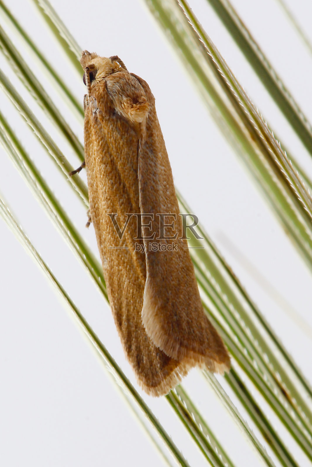 杂食性叶蛾、长翅阴蛾或草莓果虫是草莓、亚麻、豌豆、谷物、啤酒花、榛子、三叶草、野豌豆、紫花苜蓿等的害虫。蛾谷物。照片摄影图片