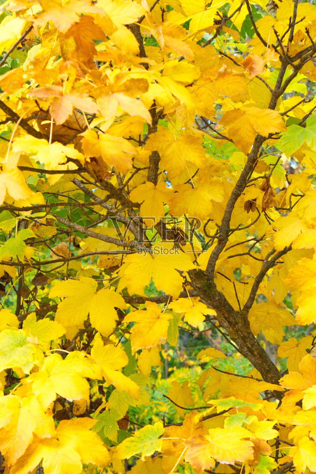 拉斯富恩特斯德尔Marqués森林里的枫叶令人印象深刻和色彩斑斓的背景照片摄影图片