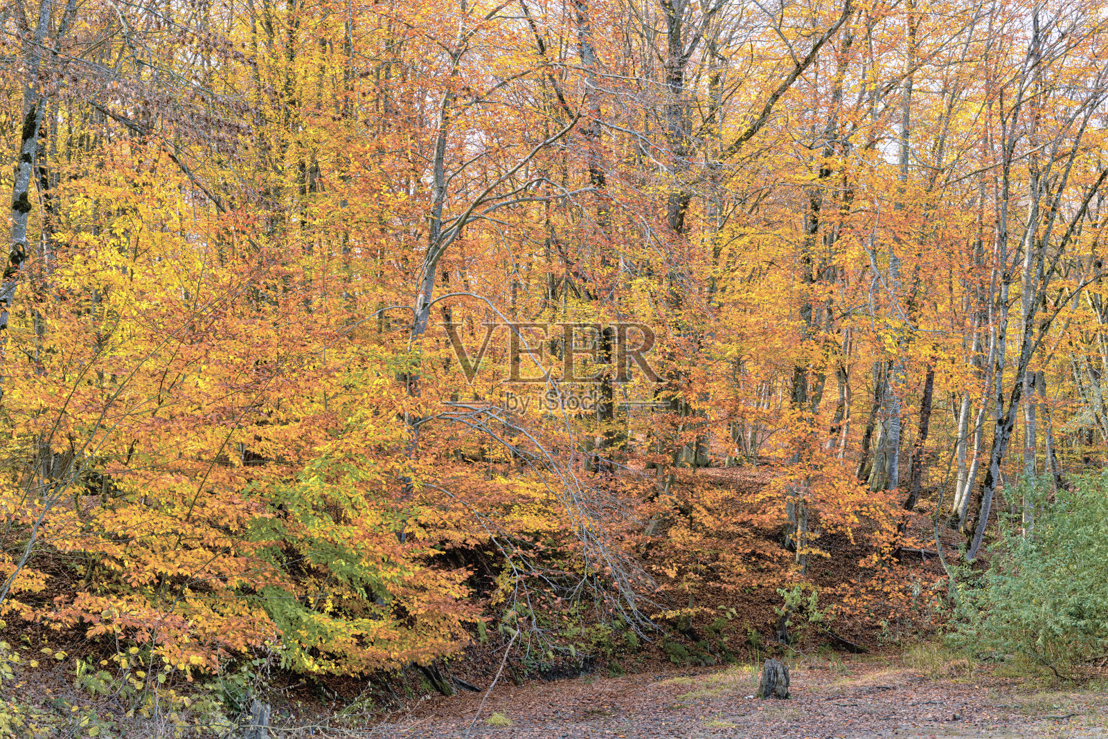 秋天山毛榉林的景观照片摄影图片