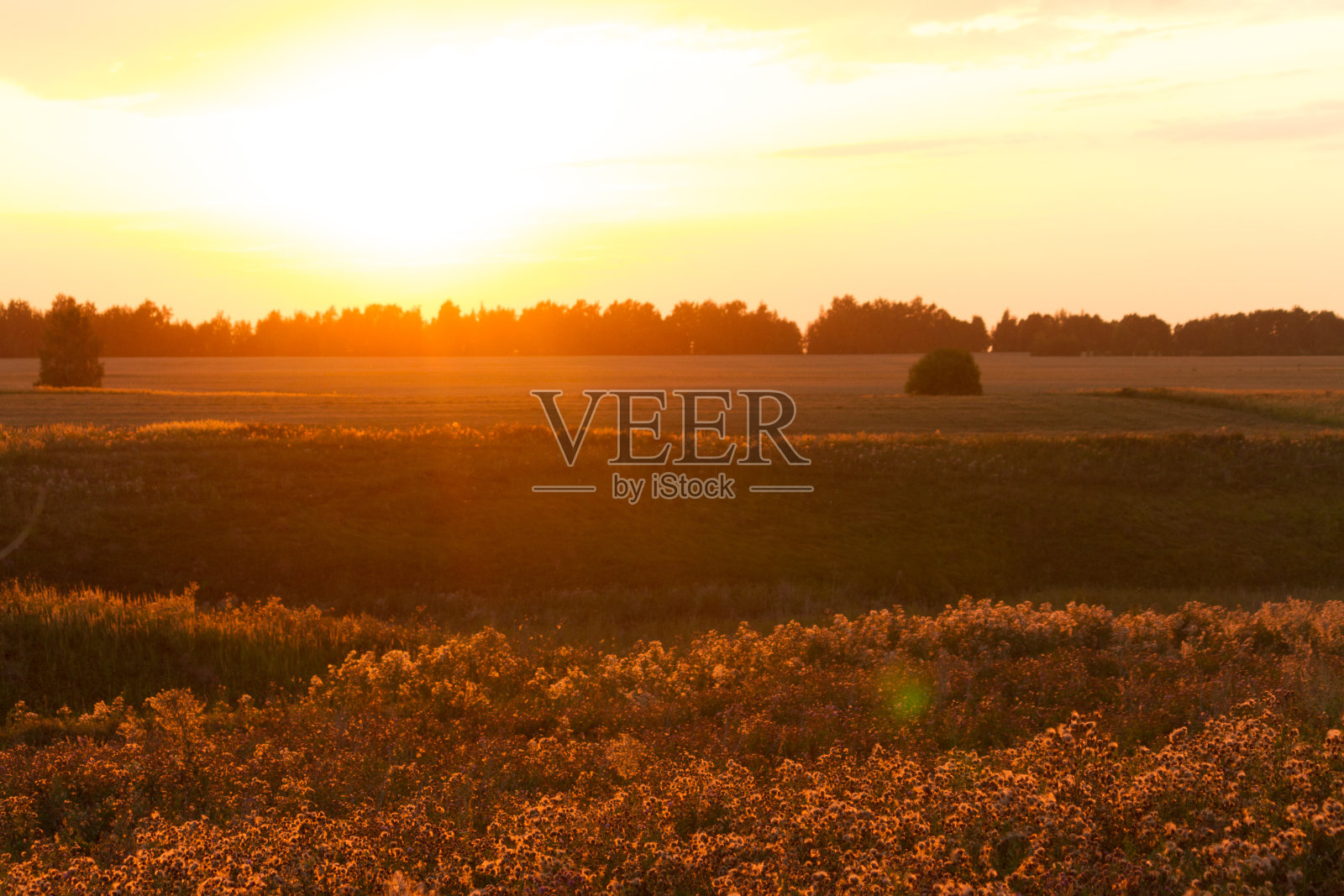 草地上的植物照片摄影图片