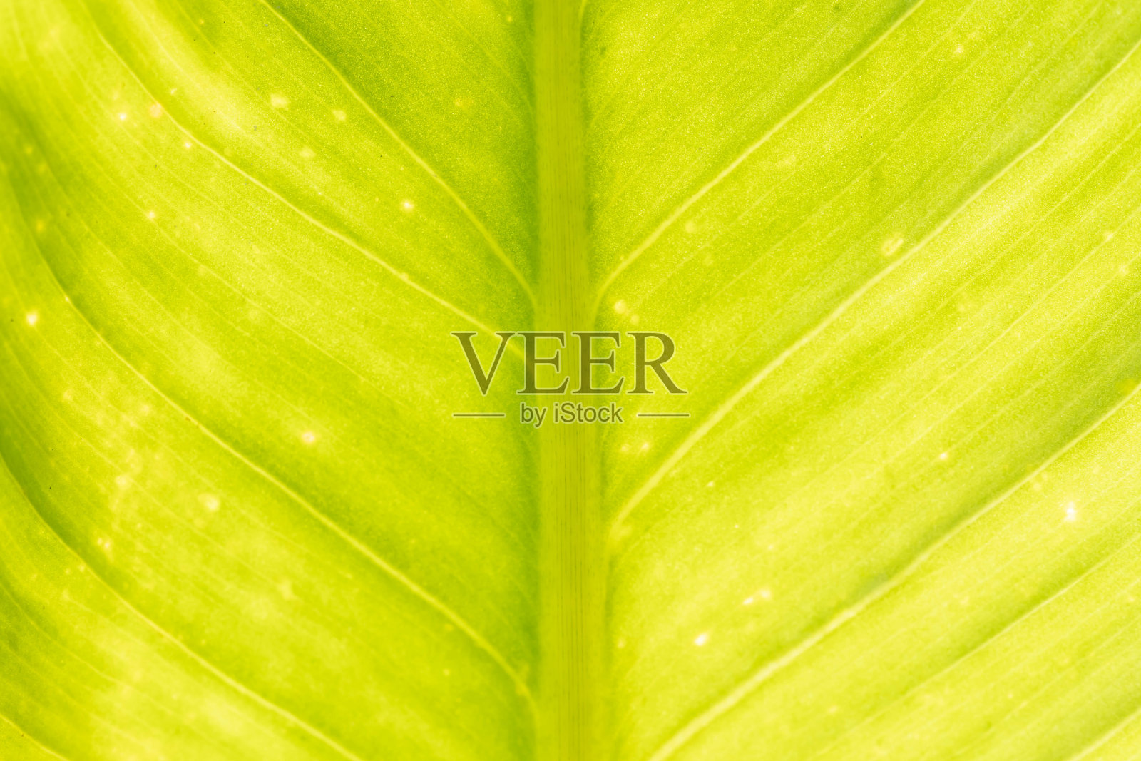 封闭的绿叶纹理照片摄影图片