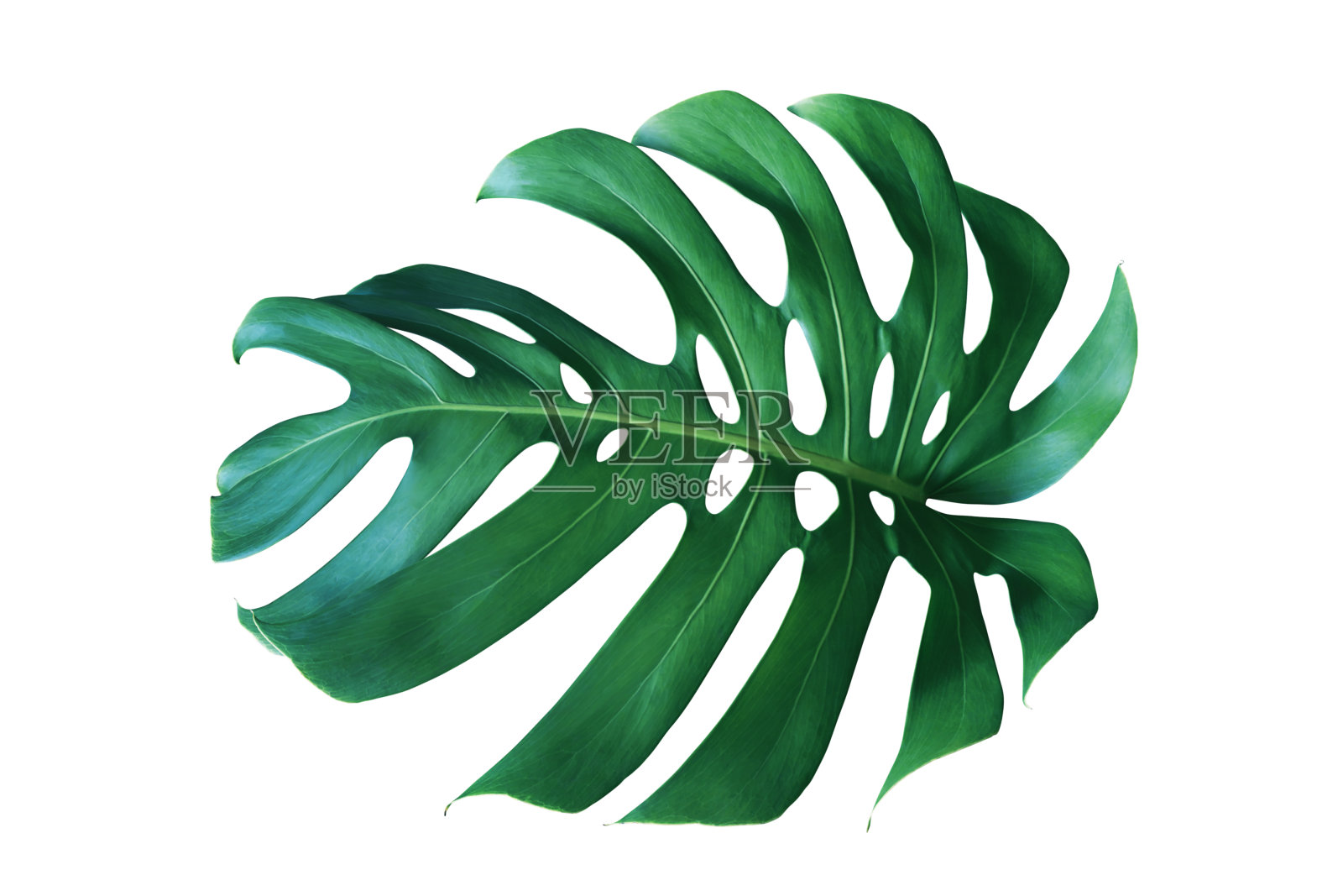 用剪枝路径分离白色背景上的巨型植物绿叶照片摄影图片
