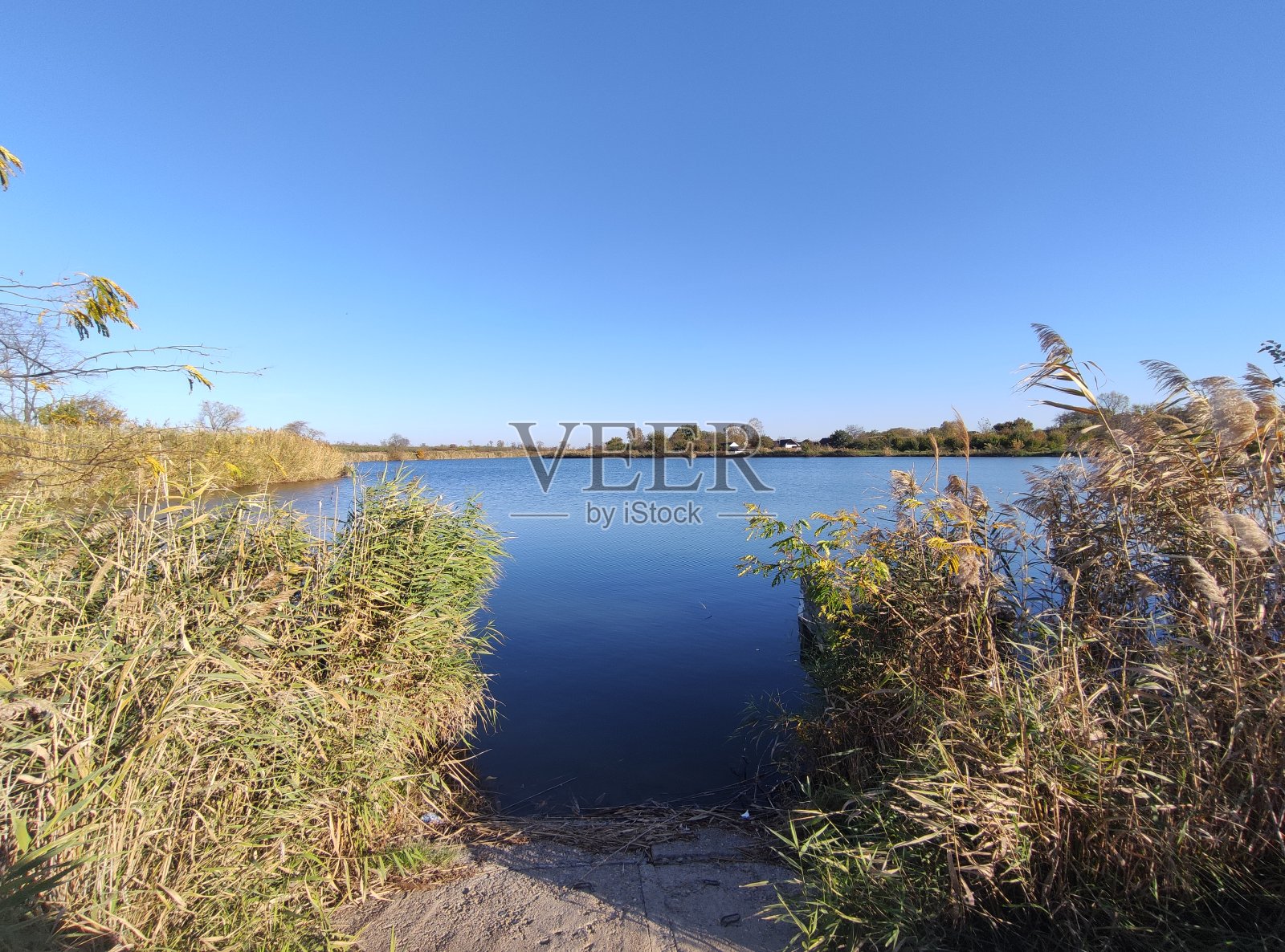 湖中有芦苇可取水照片摄影图片