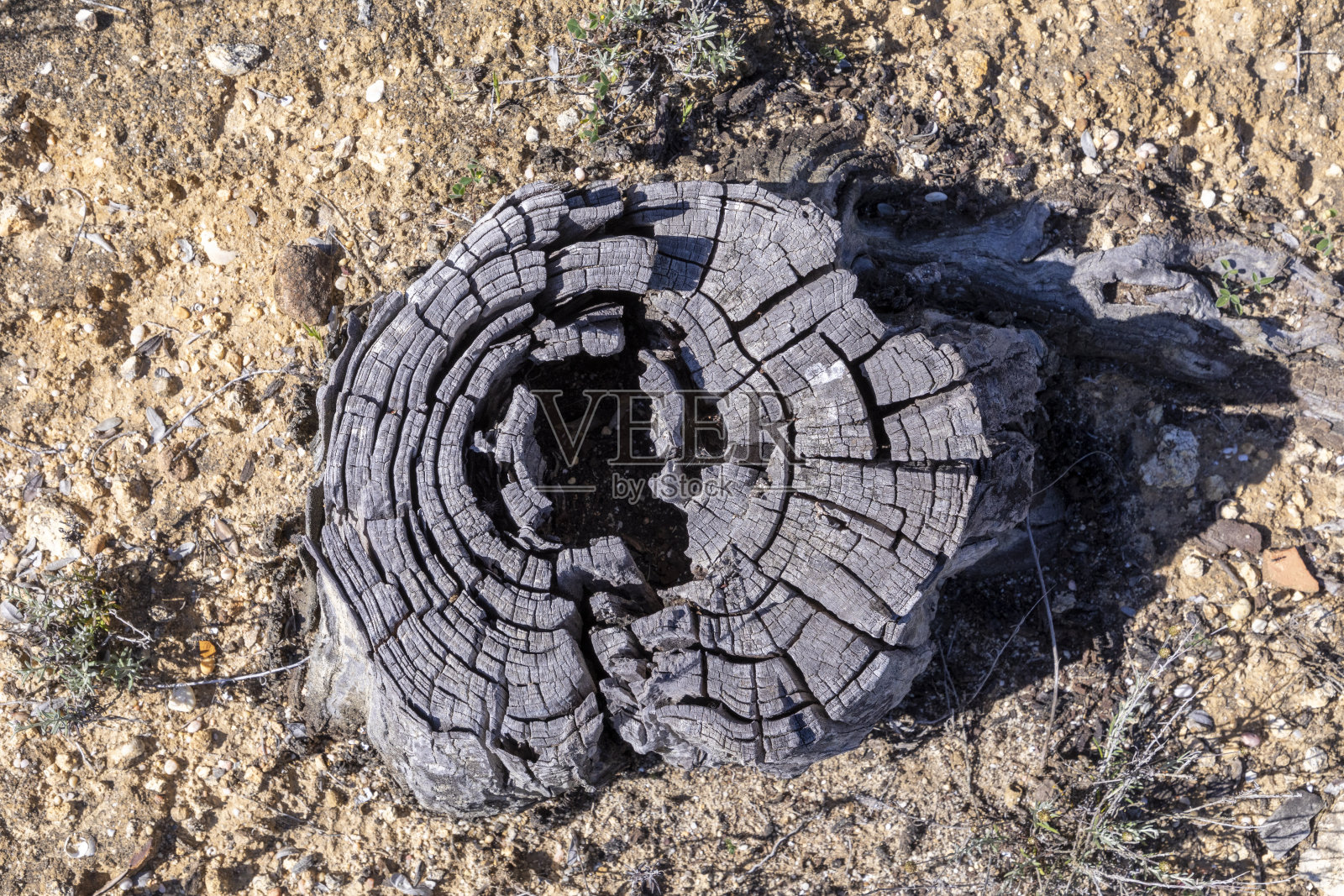 阿尔加维地区一场森林大火后的老烧焦的树干照片摄影图片