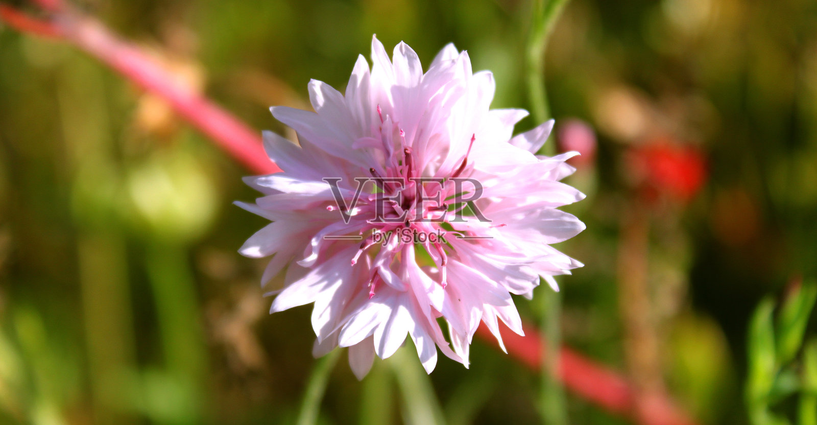 阳光下美丽多彩的花朵照片摄影图片