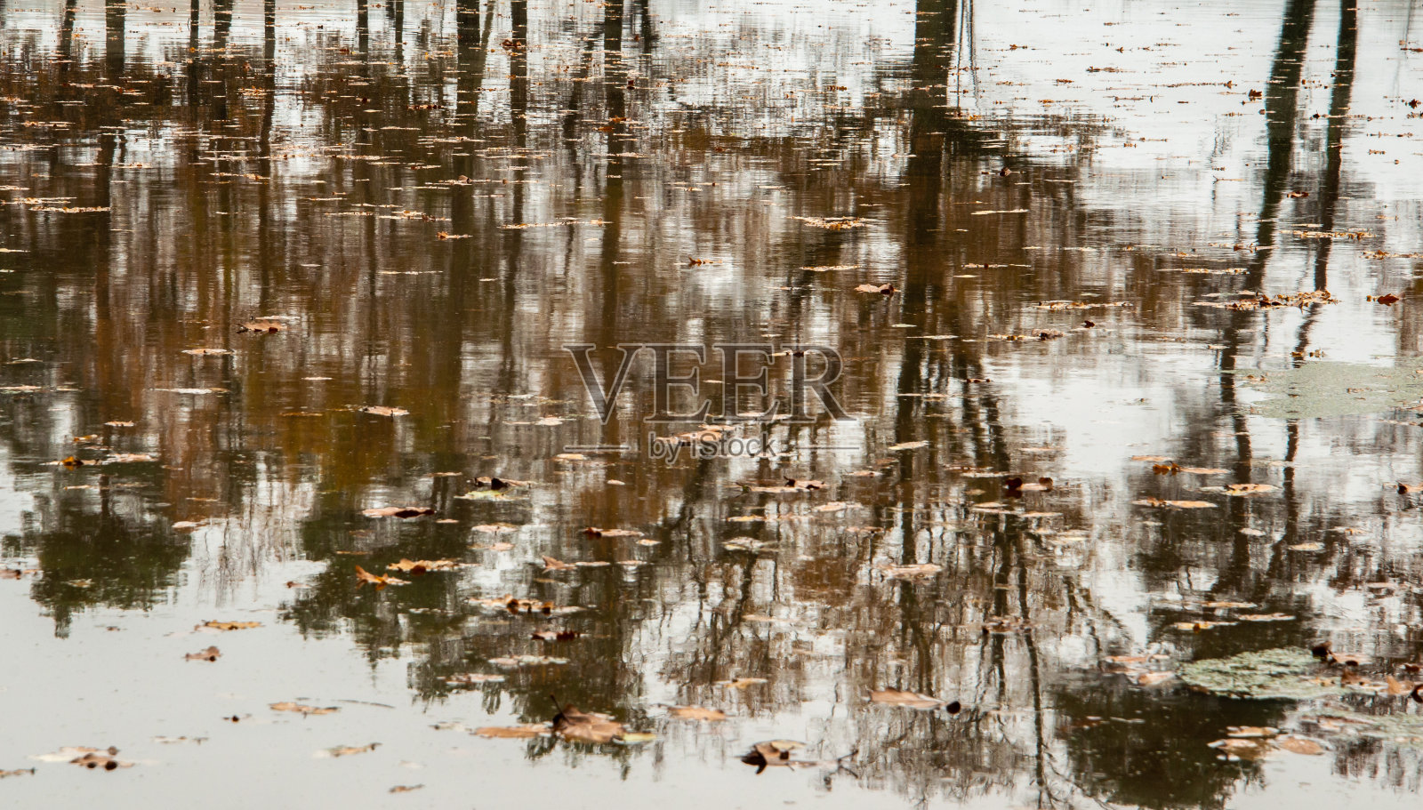 秋色的树叶漂浮在池塘上照片摄影图片