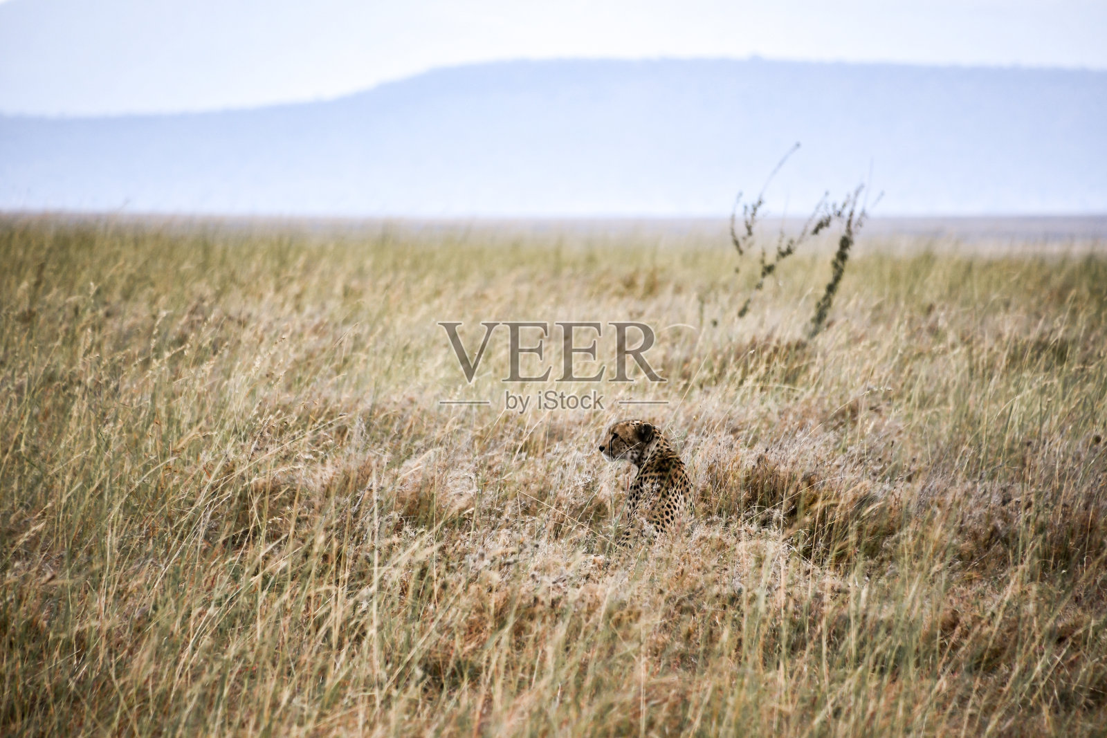 猎豹坐在大草原上照片摄影图片