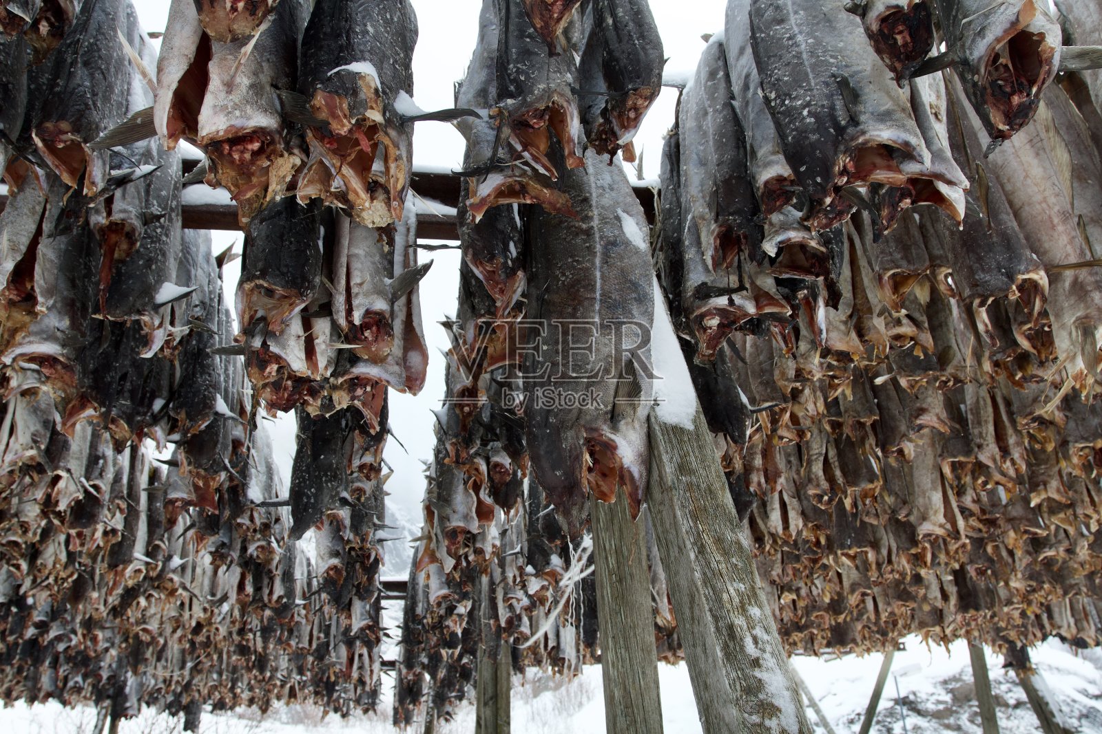 挪威罗浮敦群岛，近距离观察干鱼照片摄影图片