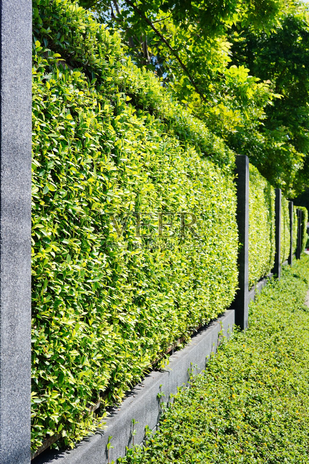 由树木制成的墙或篱笆照片摄影图片