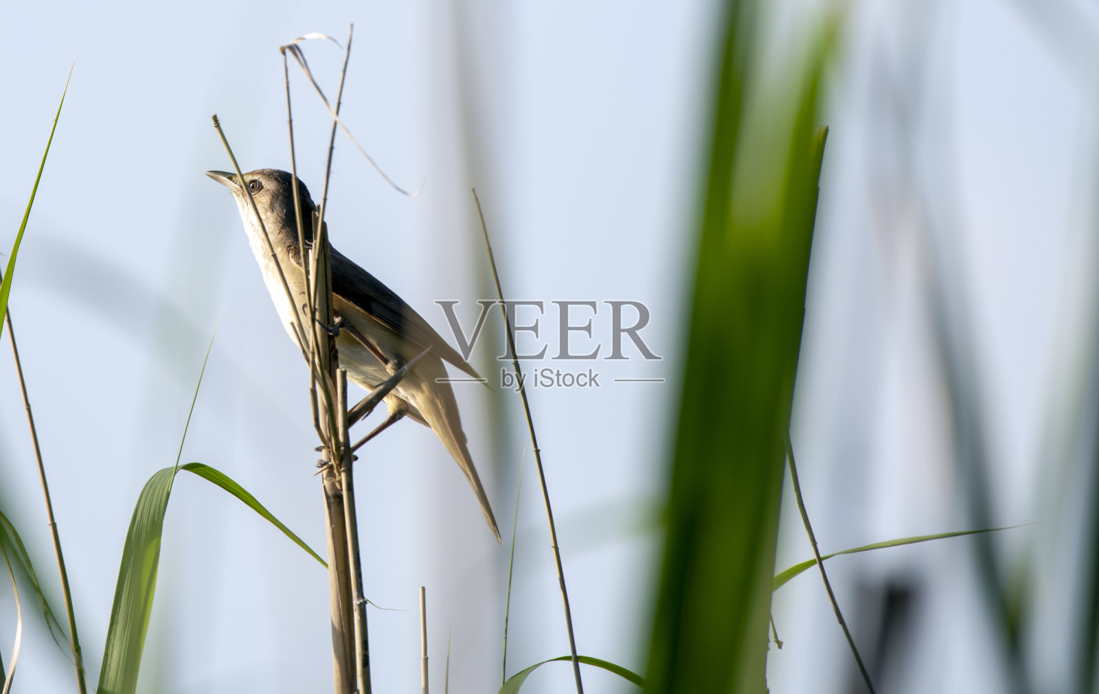 大苇莺(Acrocephalus arundinaceus)照片摄影图片