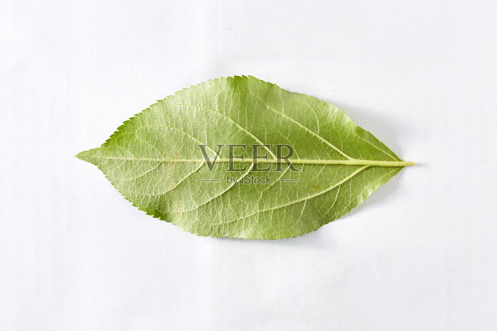 在特写镜头中，白色背景下的苹果树的绿色叶子可以被设计师使用照片摄影图片