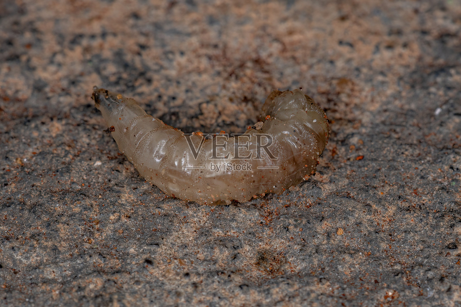 Brachyceran蝇幼虫照片摄影图片