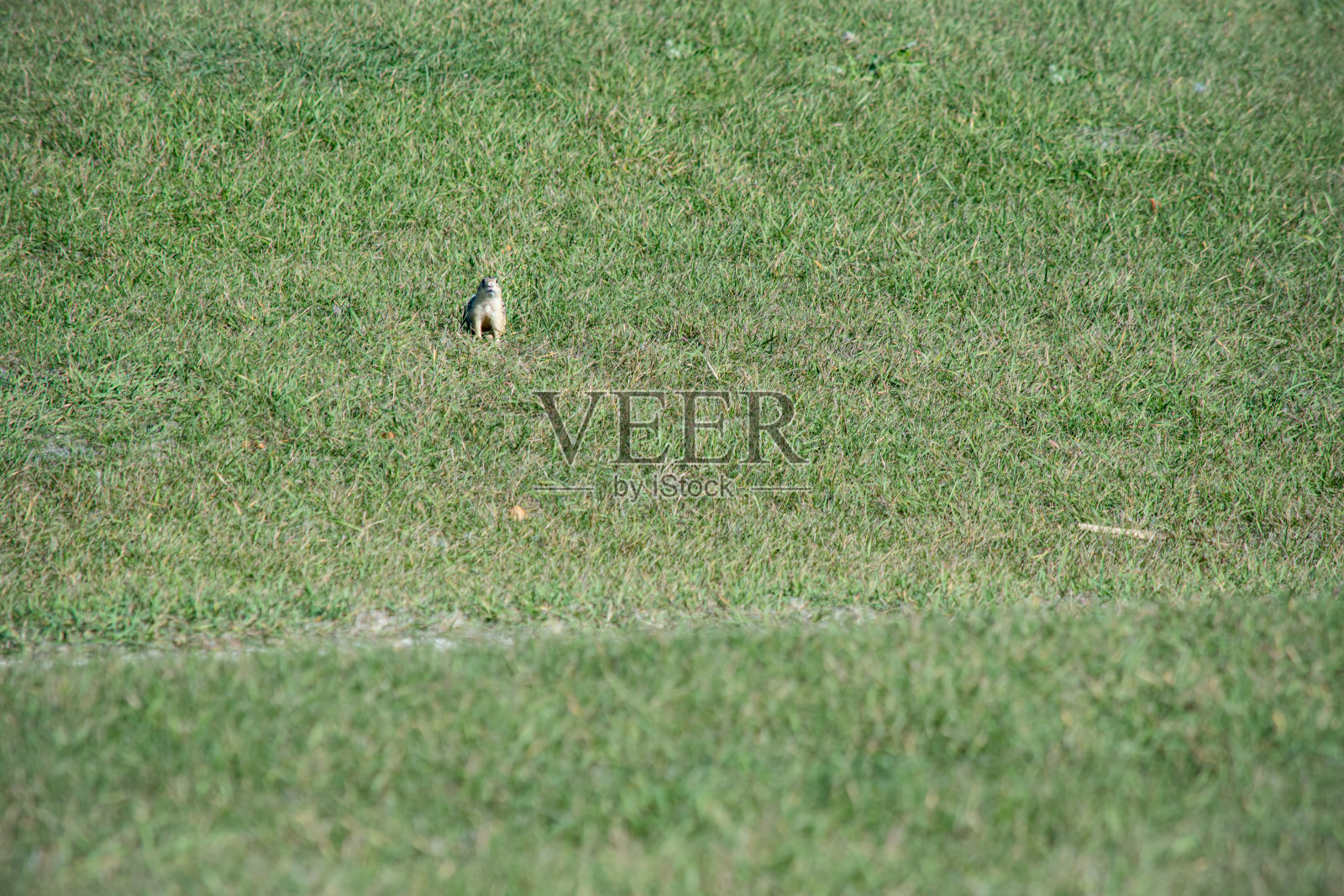 草原土拨鼠的栖息地照片摄影图片