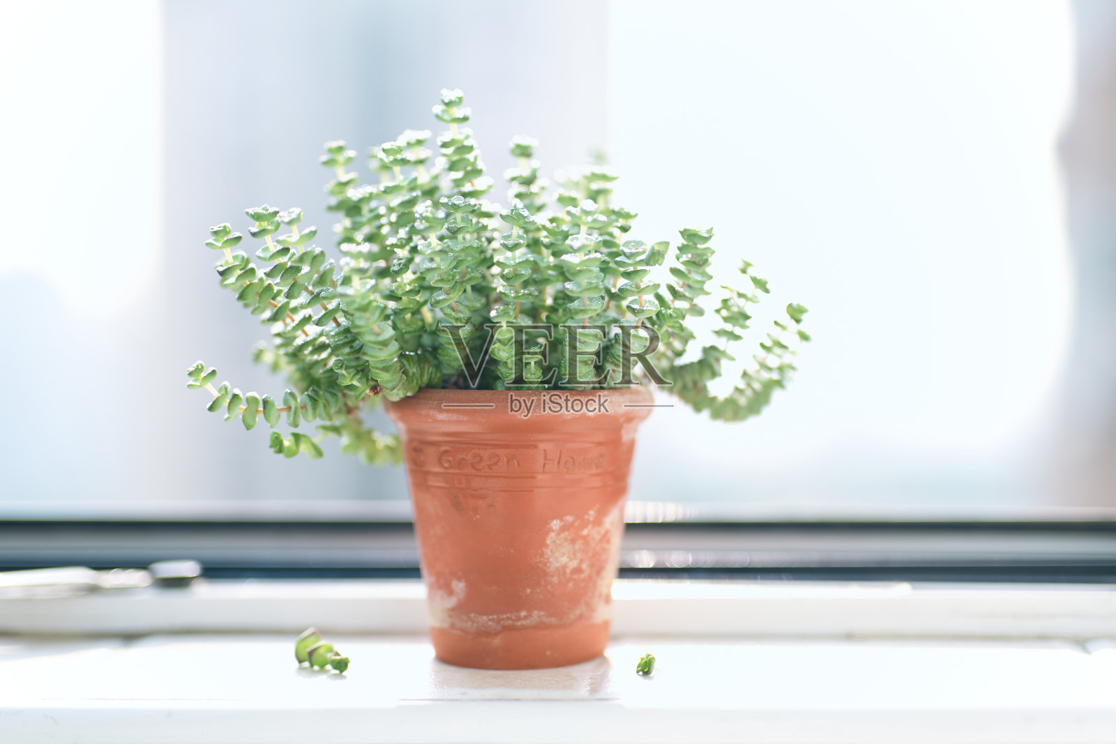 明亮的窗户旁有绿色的盆栽植物照片摄影图片