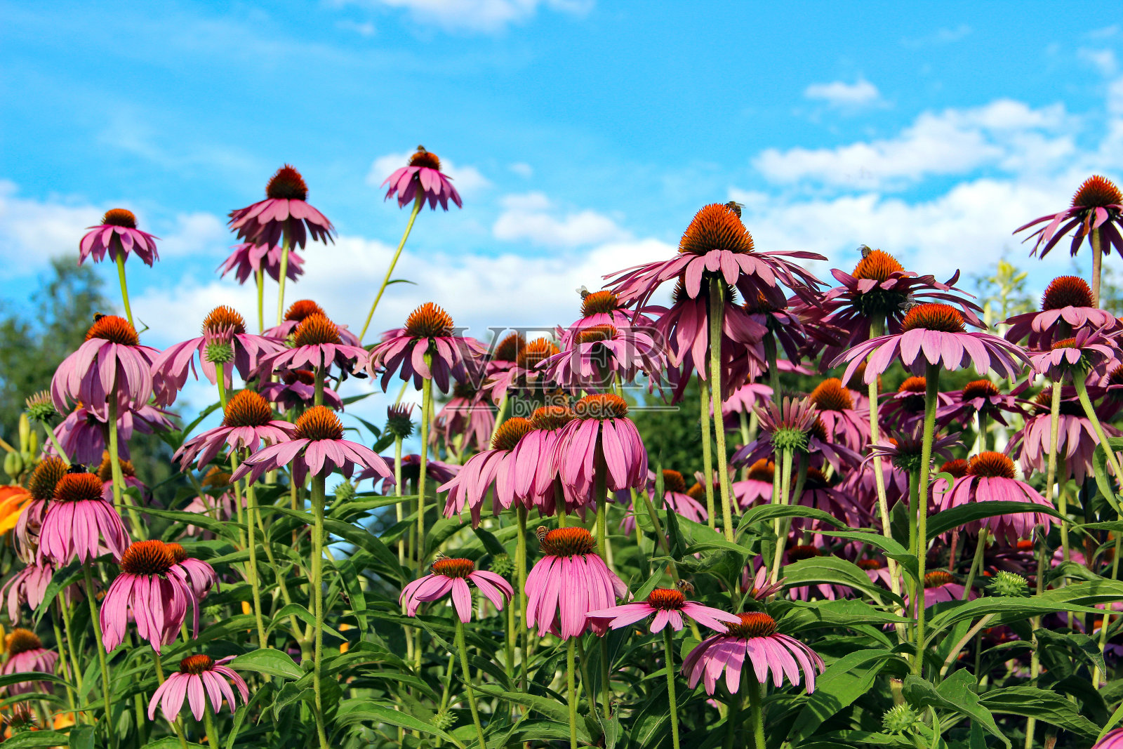 粉紫锥菊的花照片摄影图片