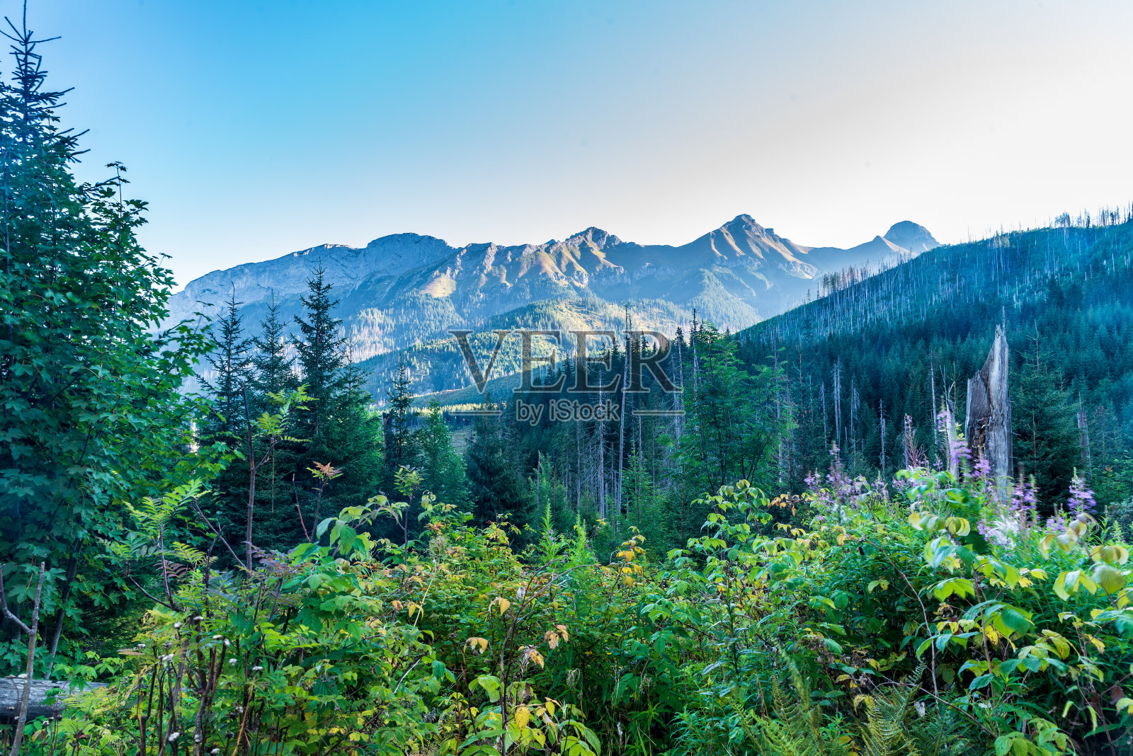 斯洛伐克的Javorova dolina山谷，Belianske Tatry山脉的山峰照片摄影图片