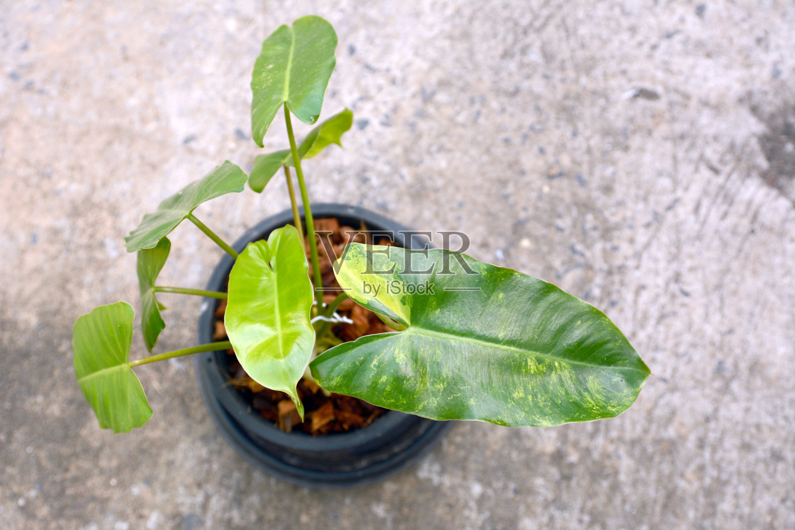 栽在花盆里，黄花菜斑叶照片摄影图片