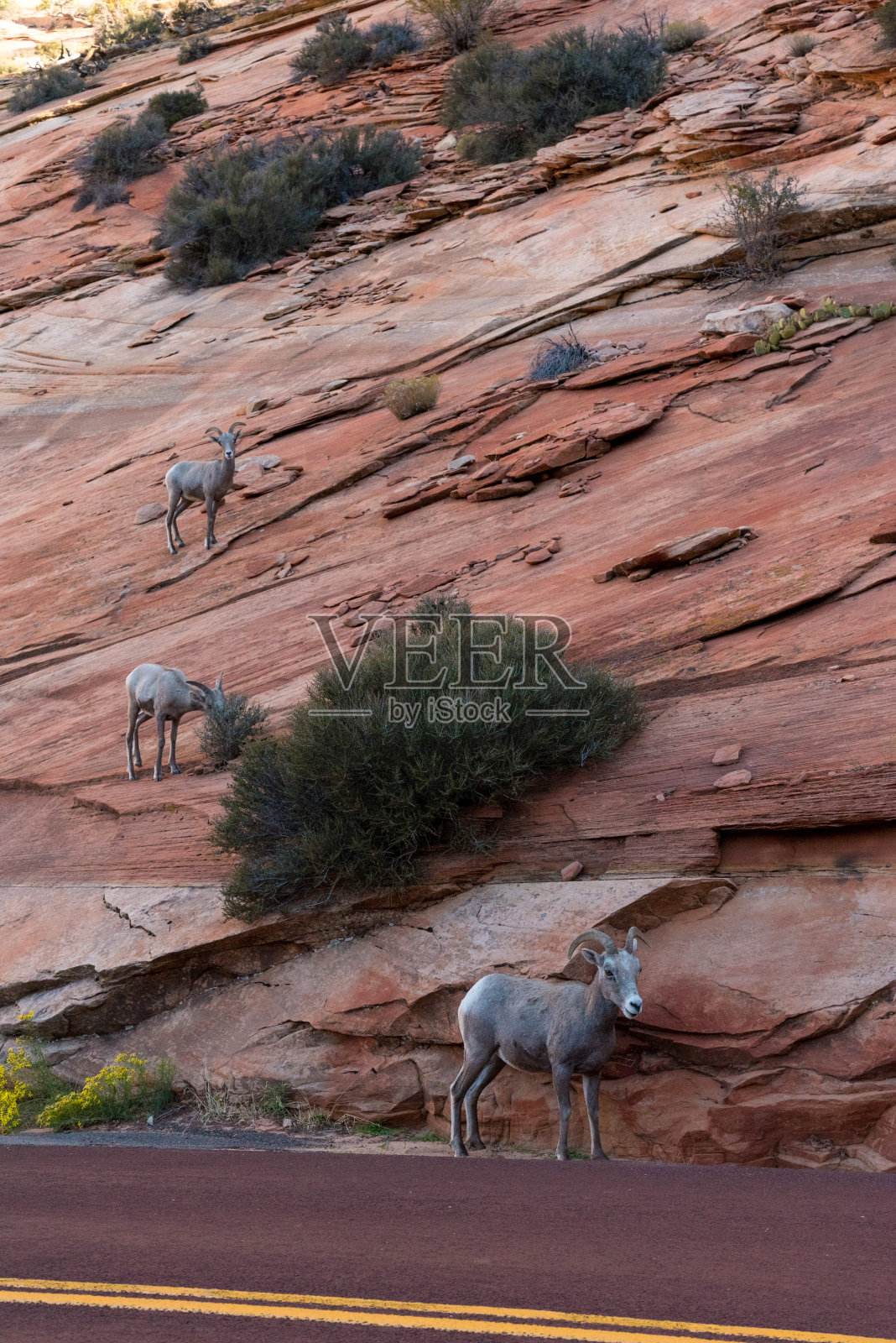 一个小的大角羊家庭在锡安的迦密山高速照片摄影图片