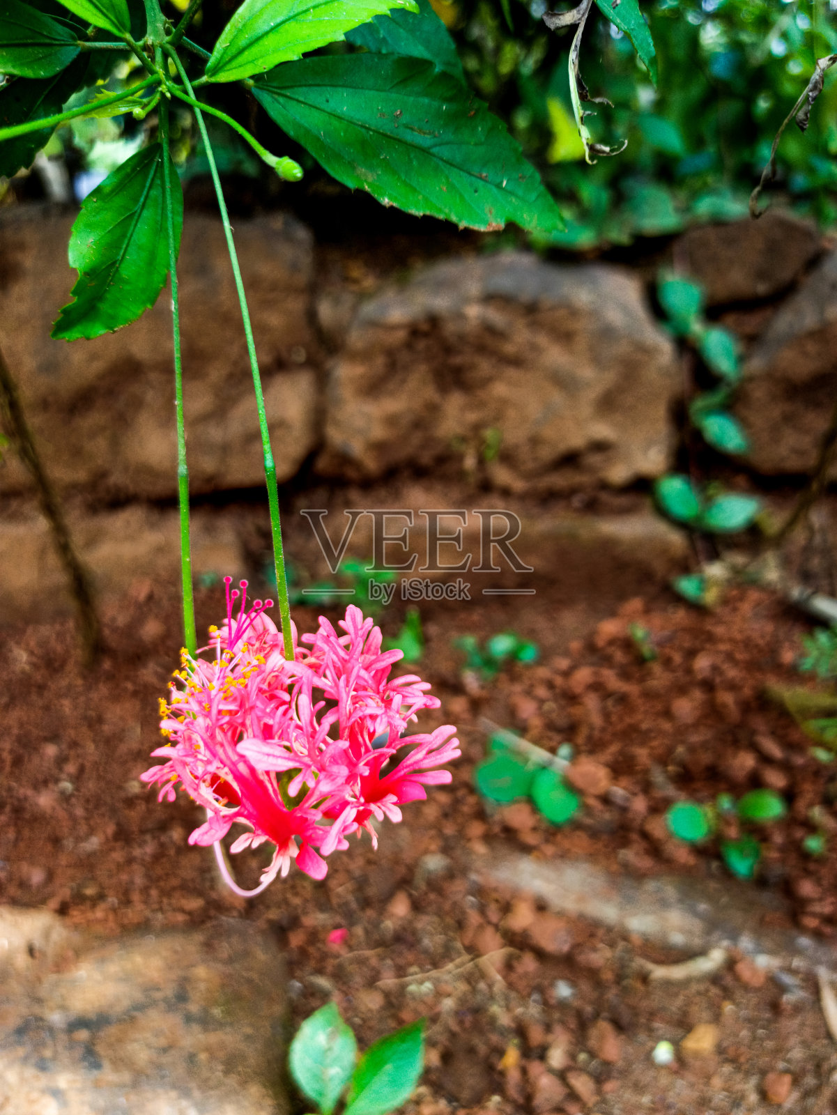 花照片摄影图片