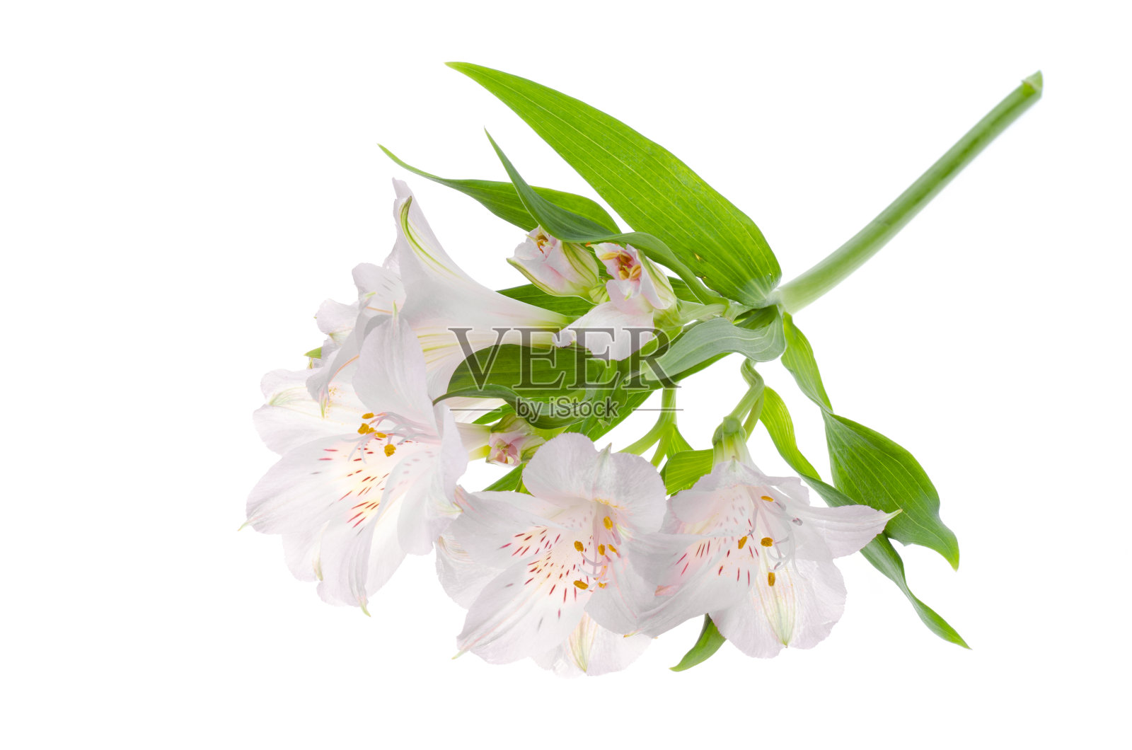 一朵精致的粉红色花，分离在白色背景上。照片摄影图片