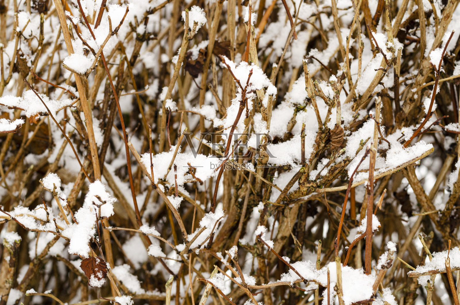 花园植物，灌木，针叶树在冬天的雪下照片摄影图片
