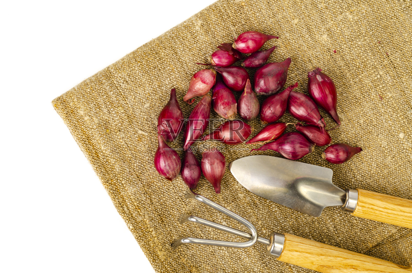 红洋葱栽植在花园里。照片摄影图片