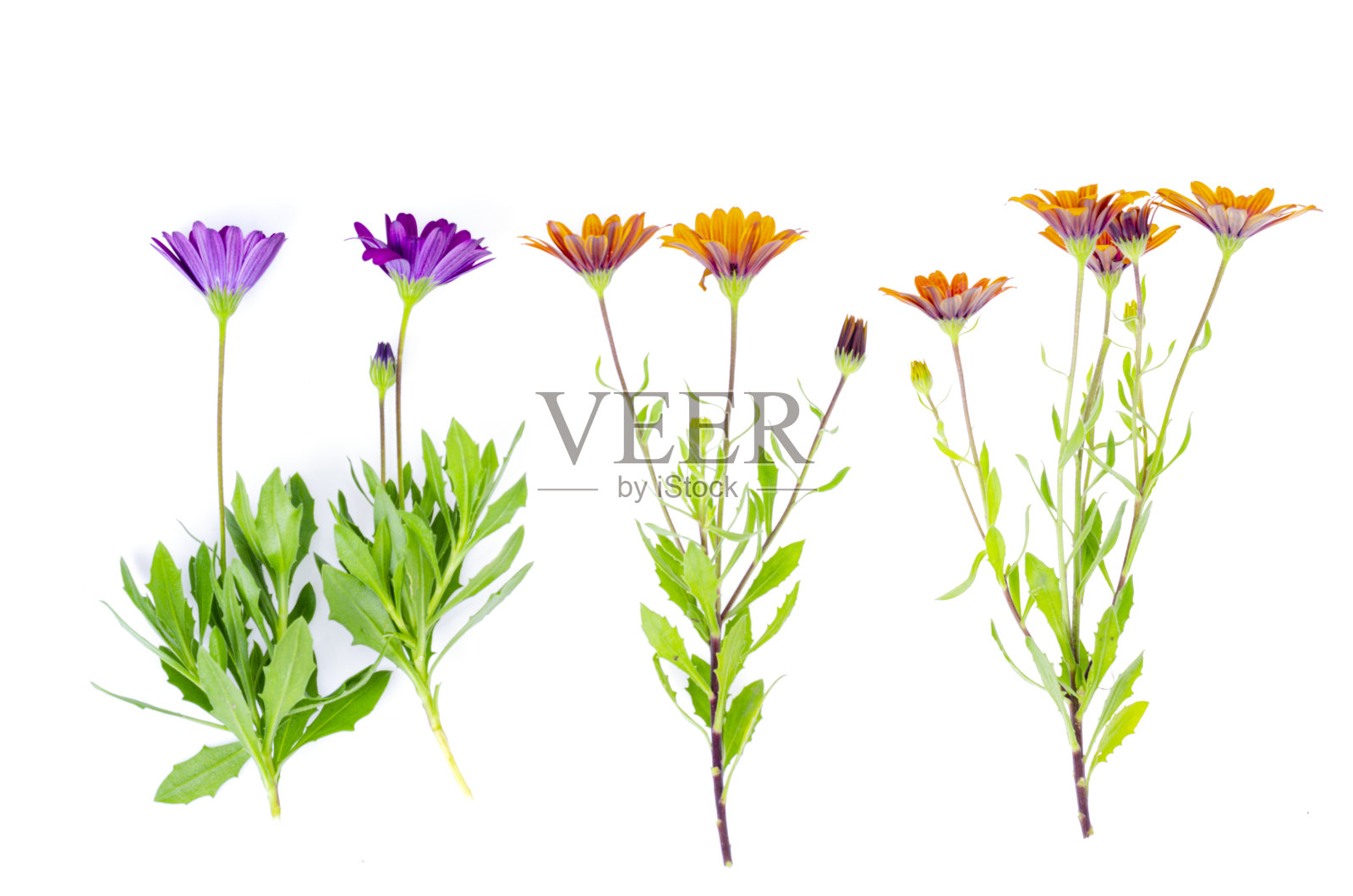 明亮的花园花骨种子分离在白色背景上。照片摄影图片