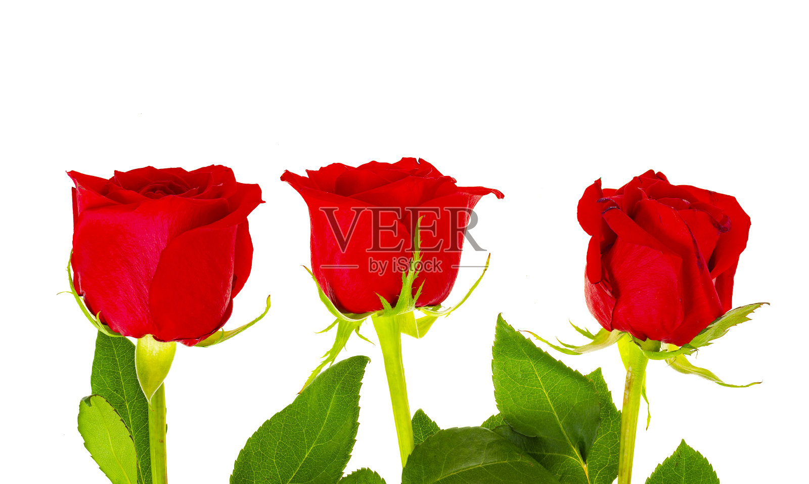 深红色玫瑰孤立在白色背景。照片摄影图片