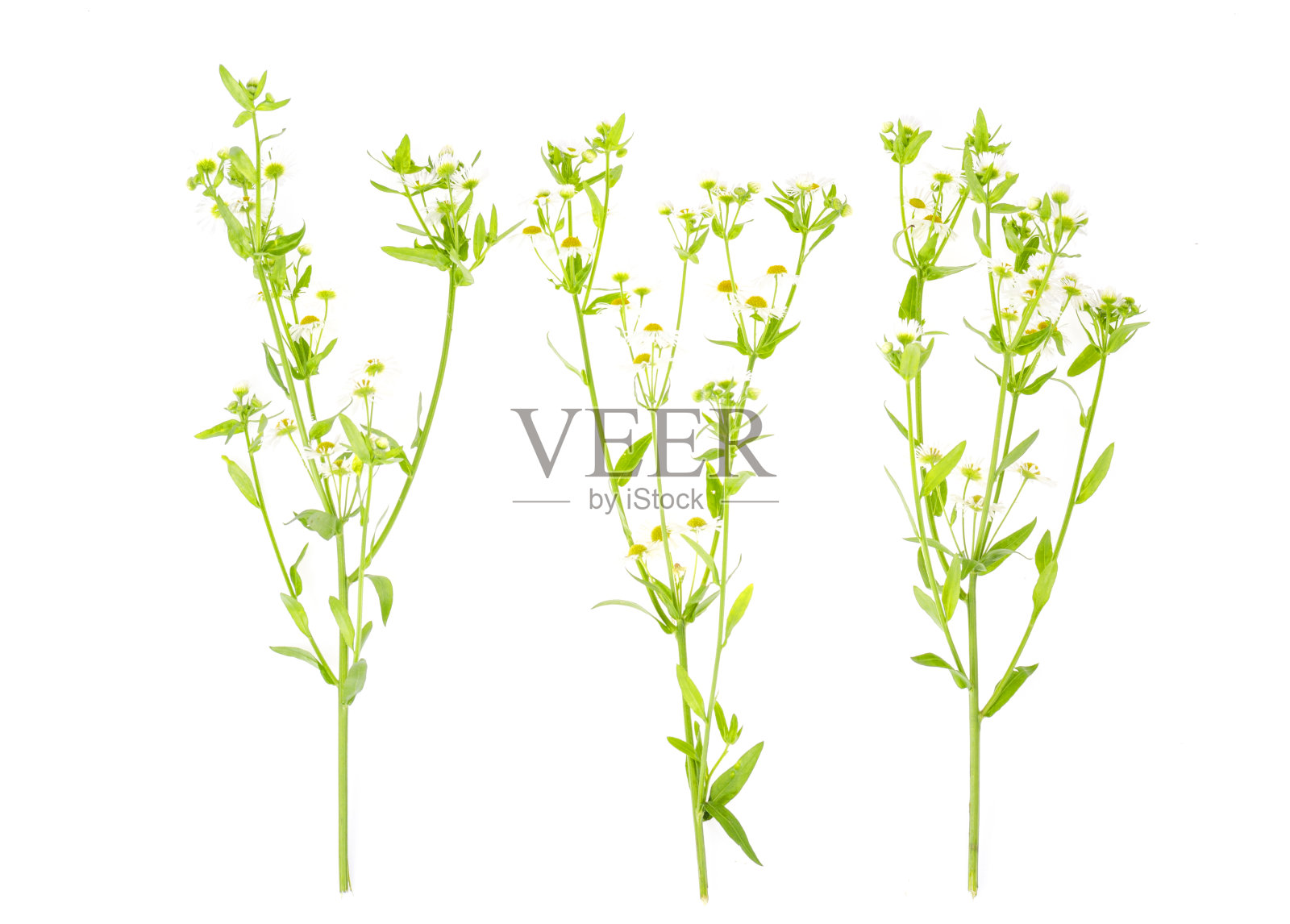 一束白色的秋天雏菊。照片照片摄影图片