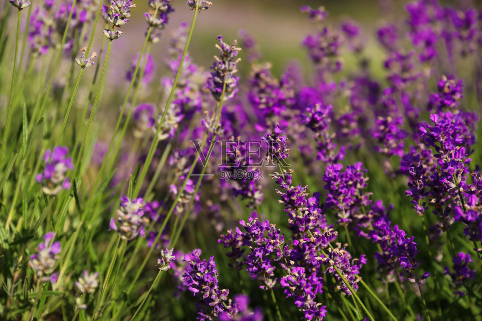 美丽盛开的薰衣草田在夏天的一天，特写照片摄影图片