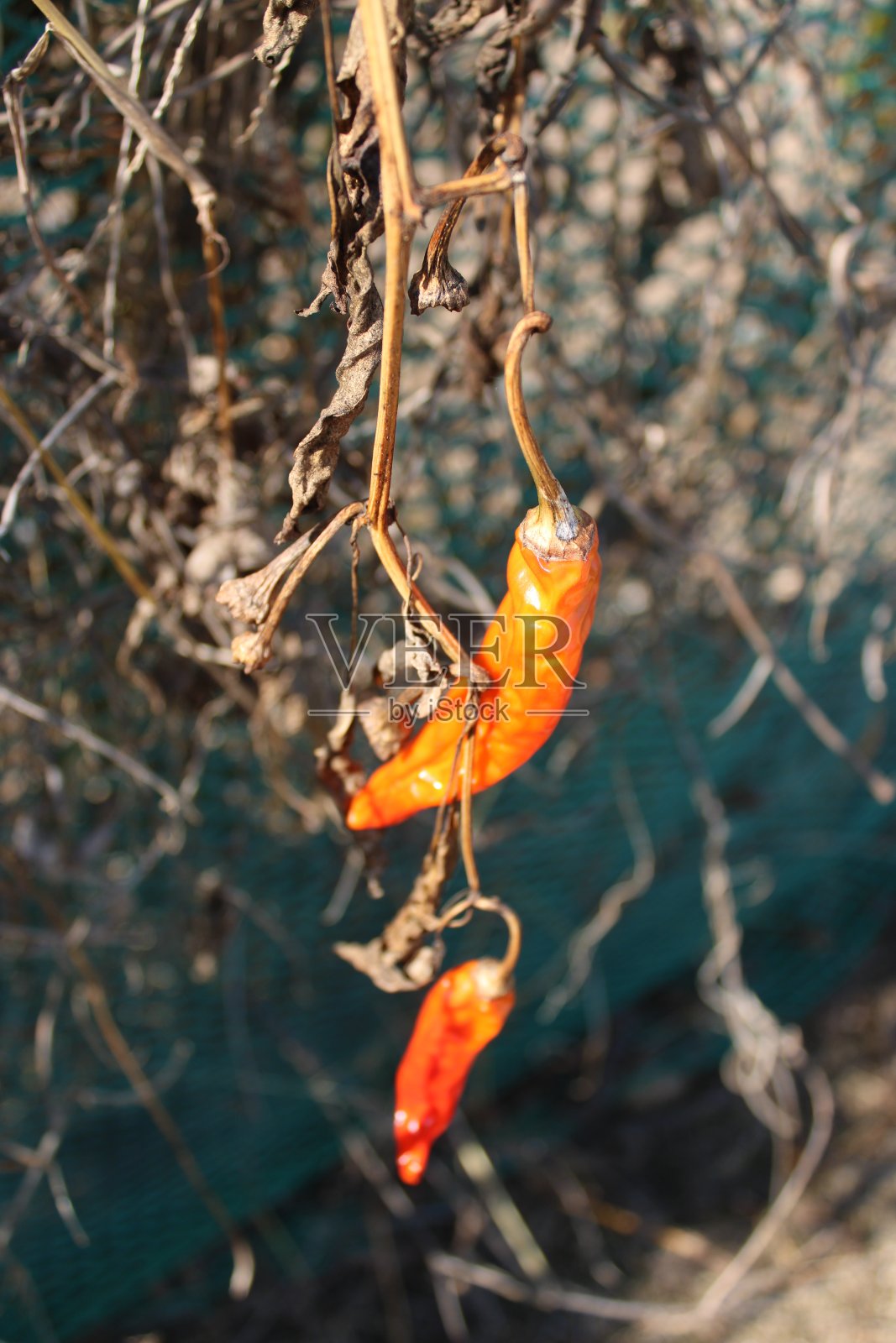 橙色秋天辣椒照片摄影图片