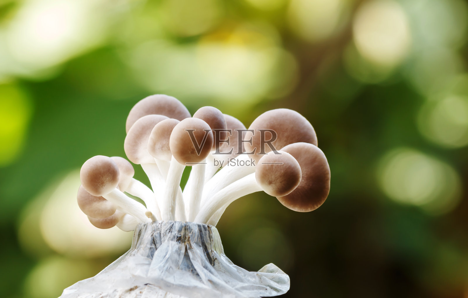 牡蛎蘑菇照片摄影图片